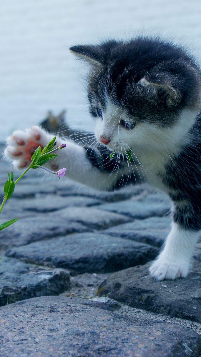 800x1420 Download wallpaper 800x1420 kitten, flower, cute, baby iphone se