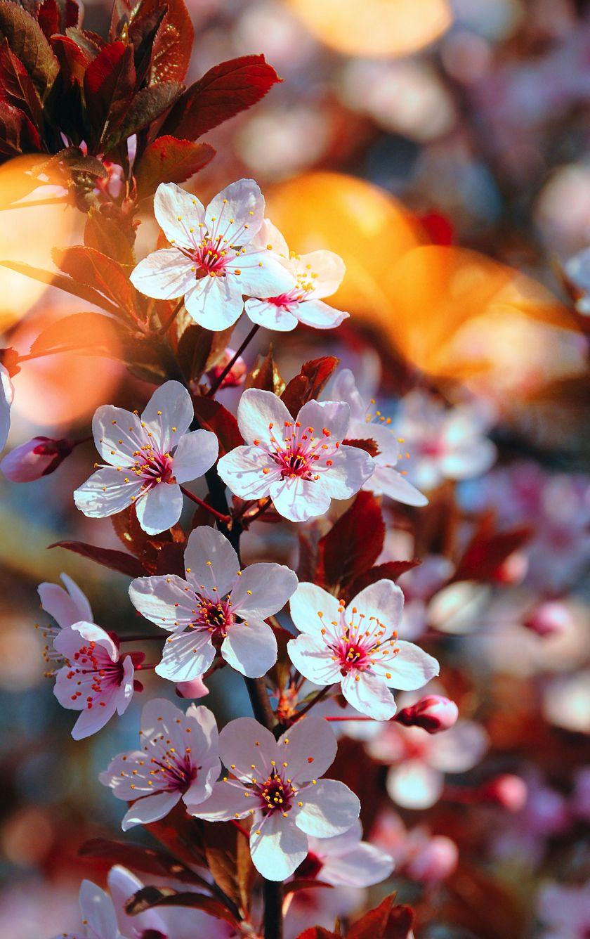 840x1336 Download 840x1336 wallpaper cherry blossom, pink flowers, close up