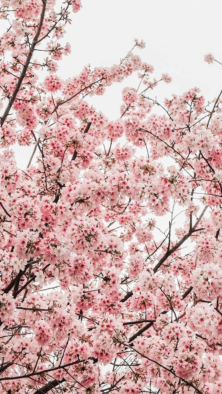 736x1308 Pretty Springtime iPhone Wallpaper