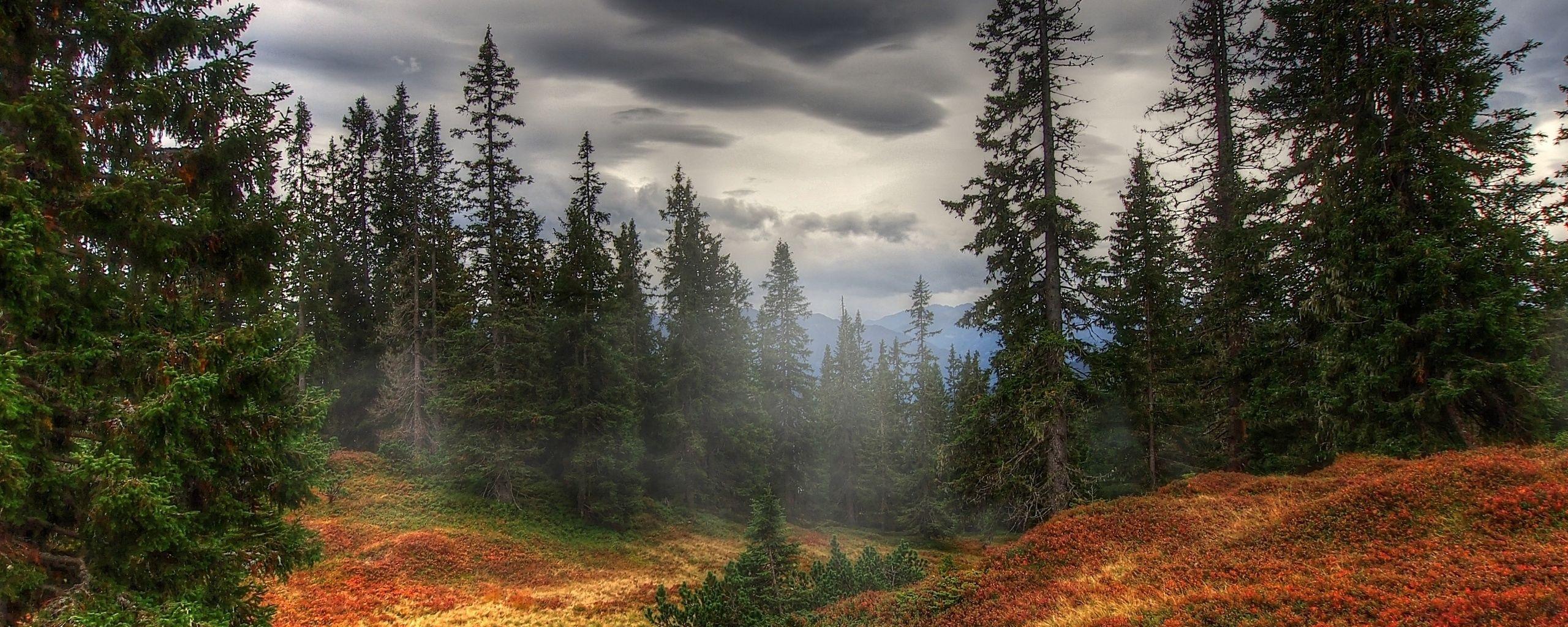 2560x1024 Impressive Wallpaper Forest Dual Screen Photographic. Whatsapp