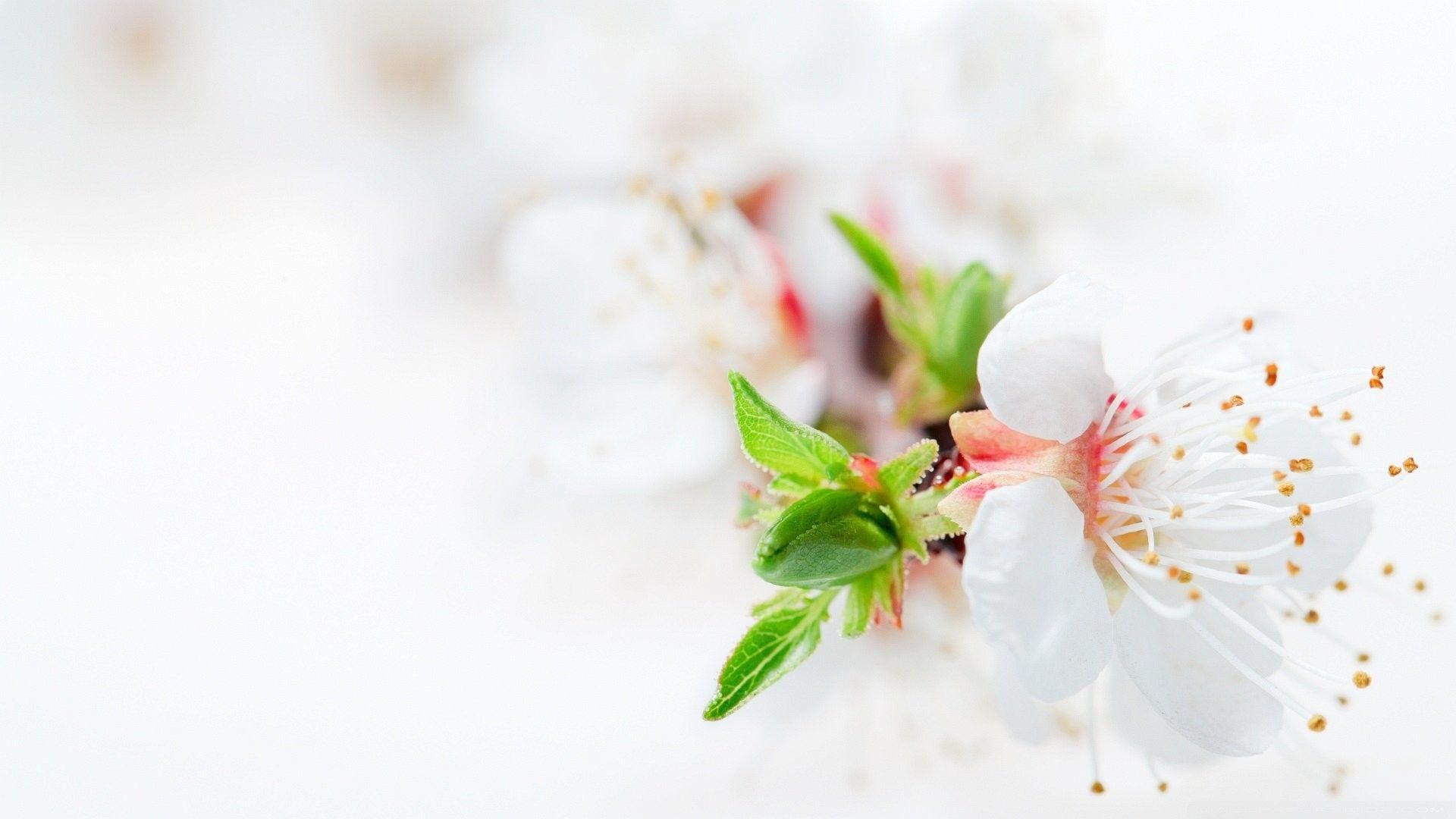 1920x1080 Full HD Flowers Wallpaper