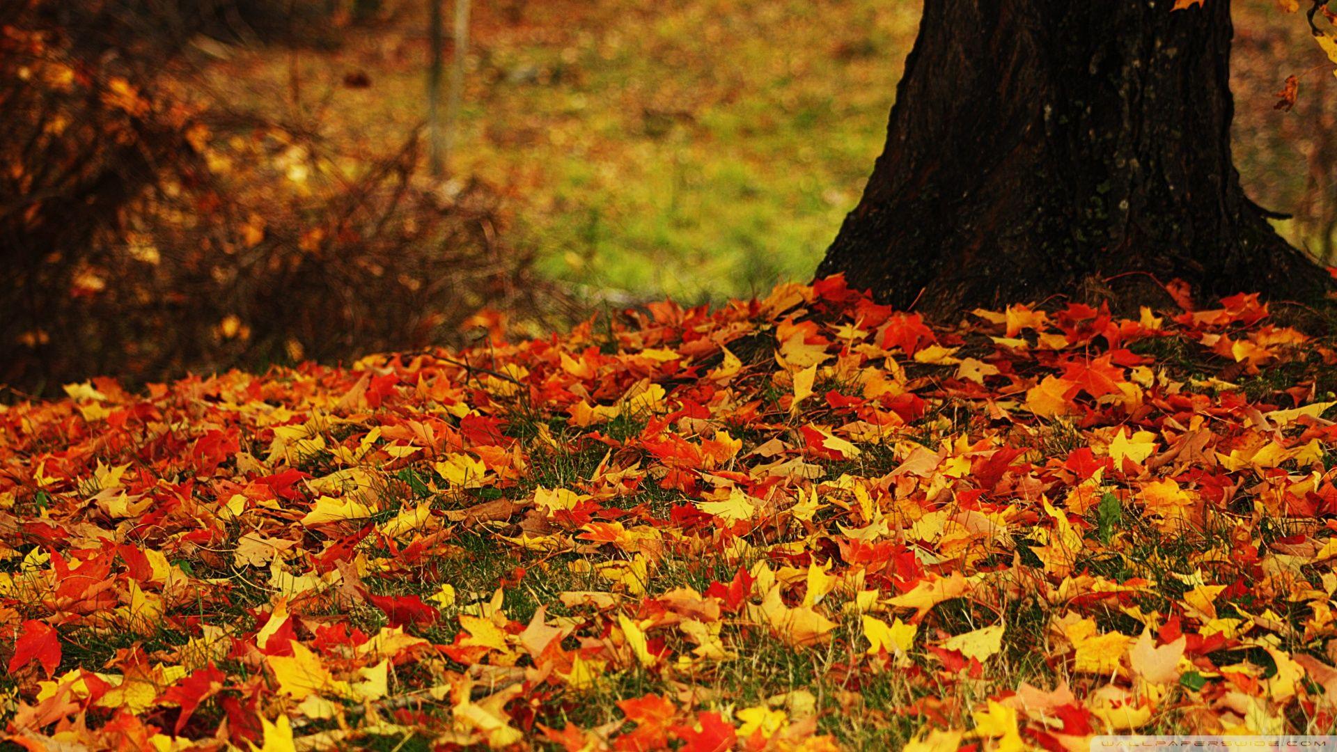 1920x1080 High Definition Yellow Wallpaper Background For Free Download