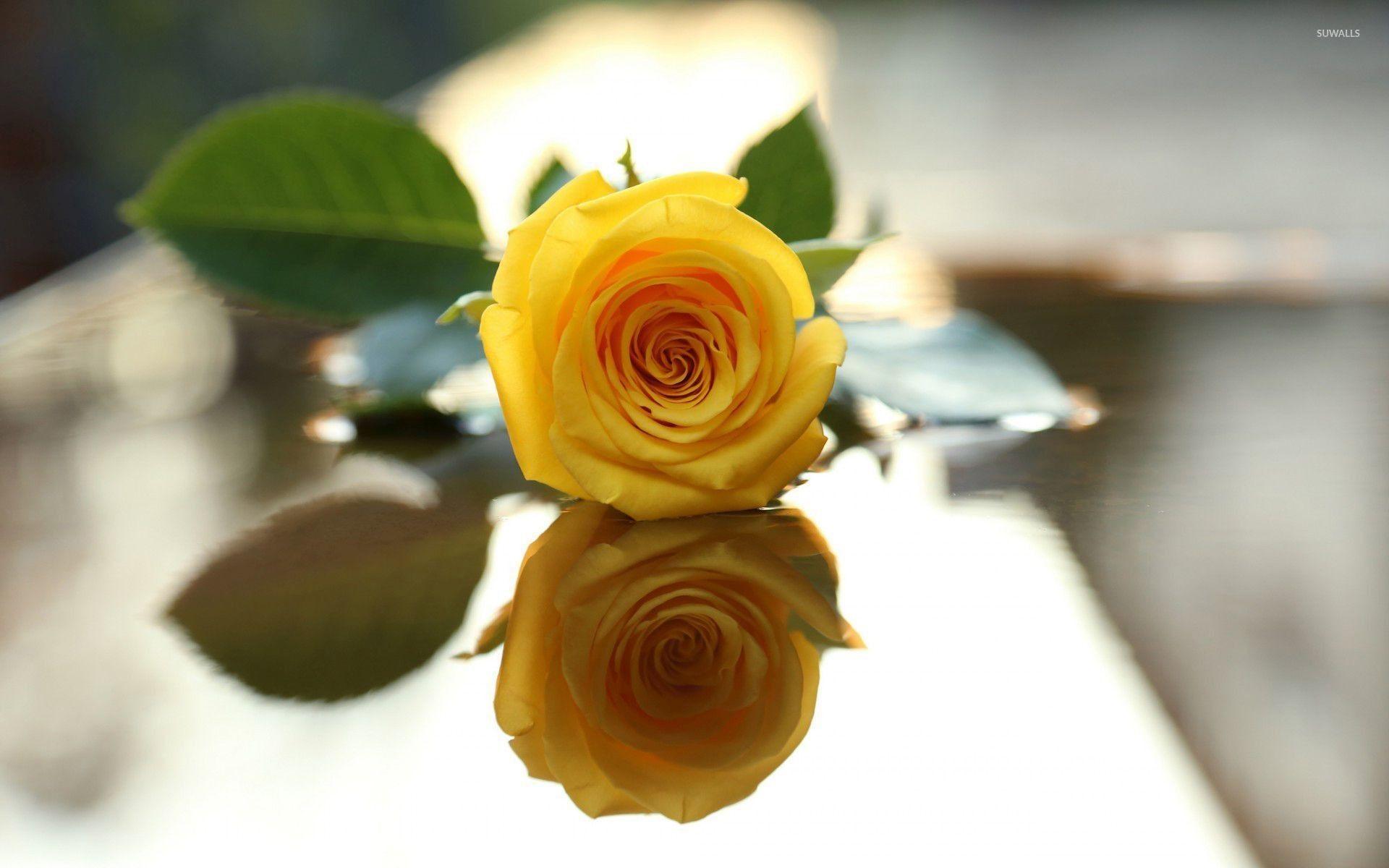 1920x1200 Yellow Rose Flower Wallpaper