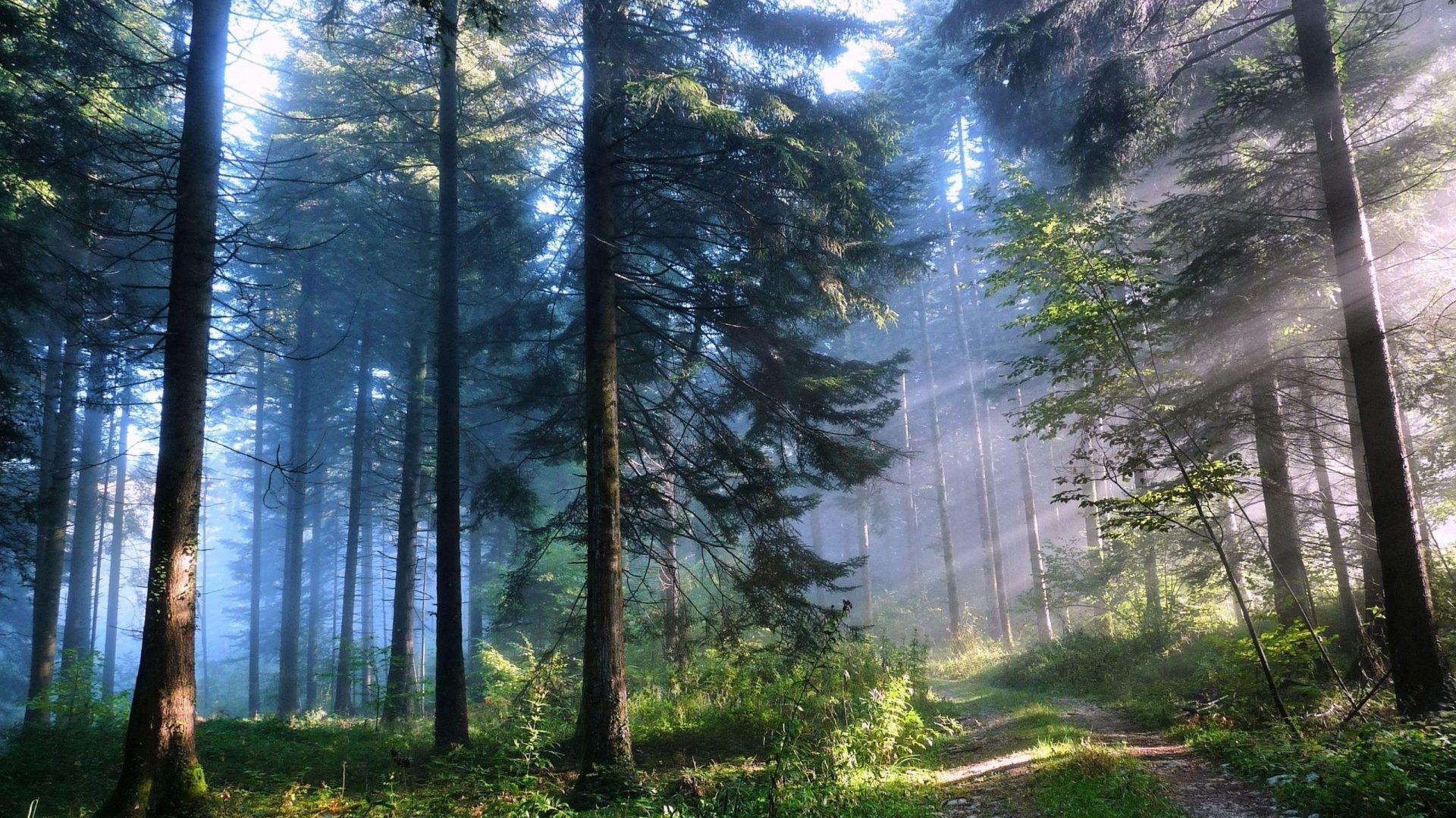 1920x1080 wallpaper: Dual Monitor Screen Multi Nature