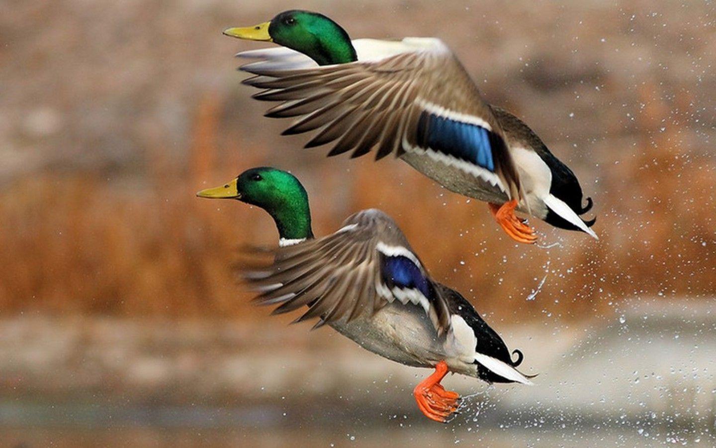 Duck Hunting Desktop Wallpapers - Top
