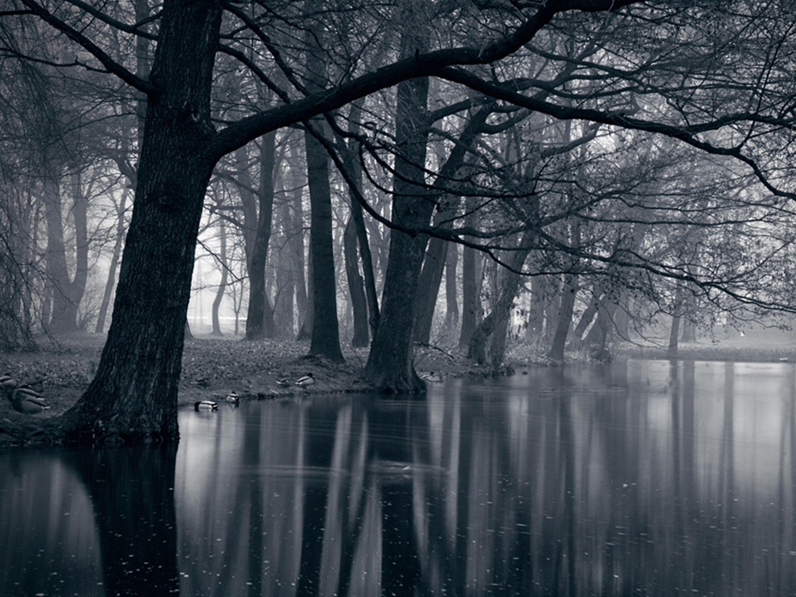 Featured image of post Mystical Dark Woods Wallpaper