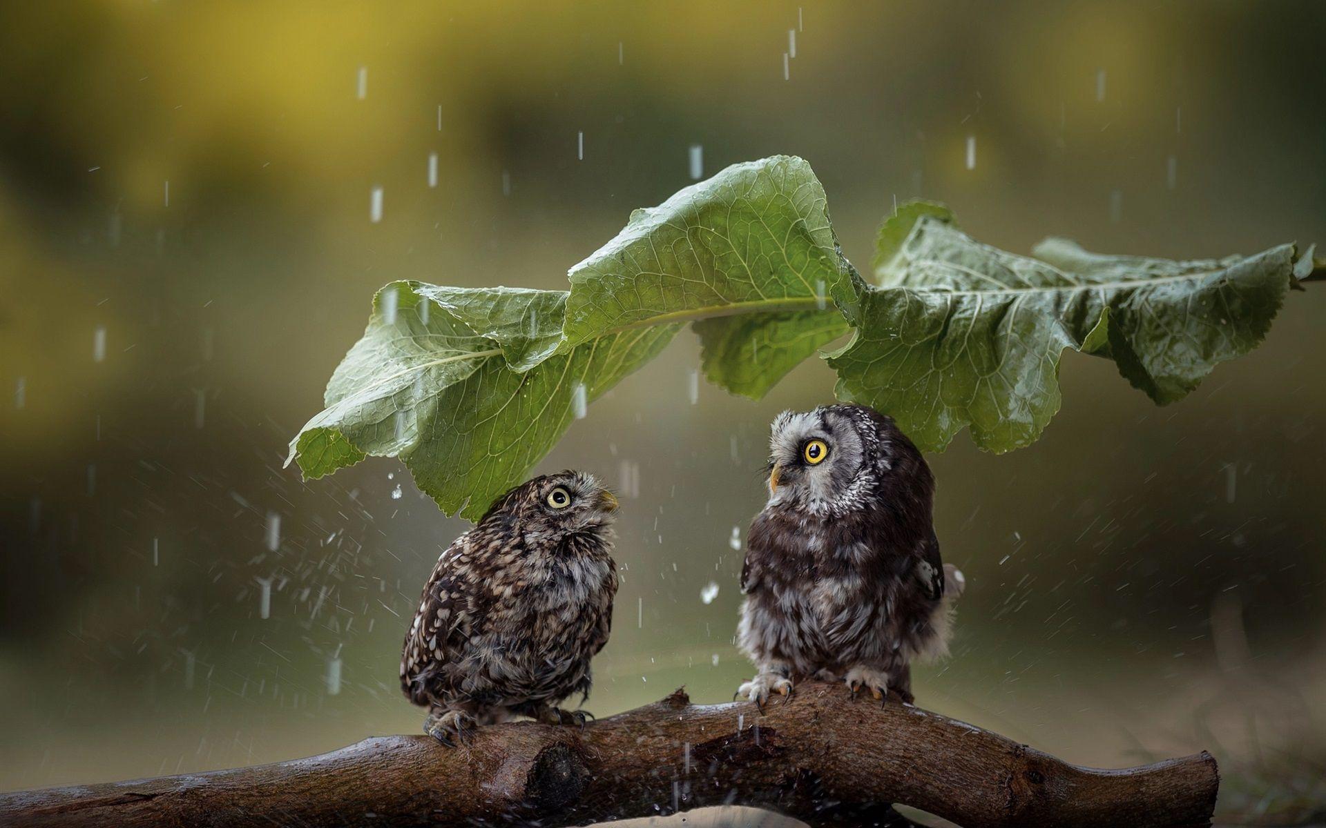 1920x1200 Wallpaper Two cute owls, green leaf umbrella, rain 1920x1200 HD