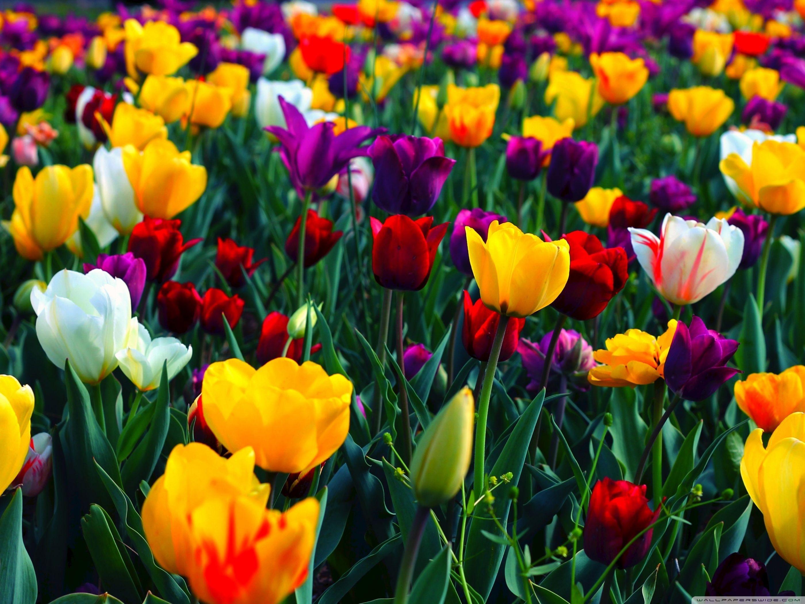 Яркие цвета природы. Яркие цветы. Разноцветные цветы. Тюльпаны разноцветные. Яркие весенние цветы.
