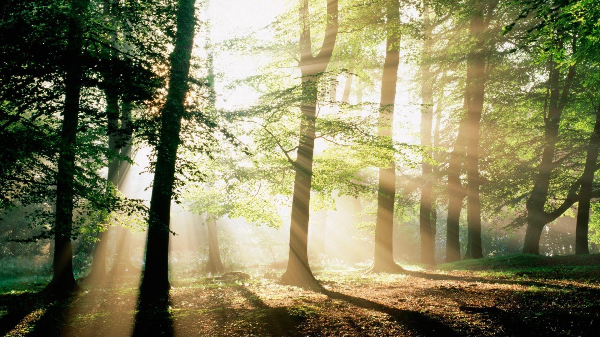 1920x1080 Forest Morning Mystical Wallpaper Sunshine In Forest