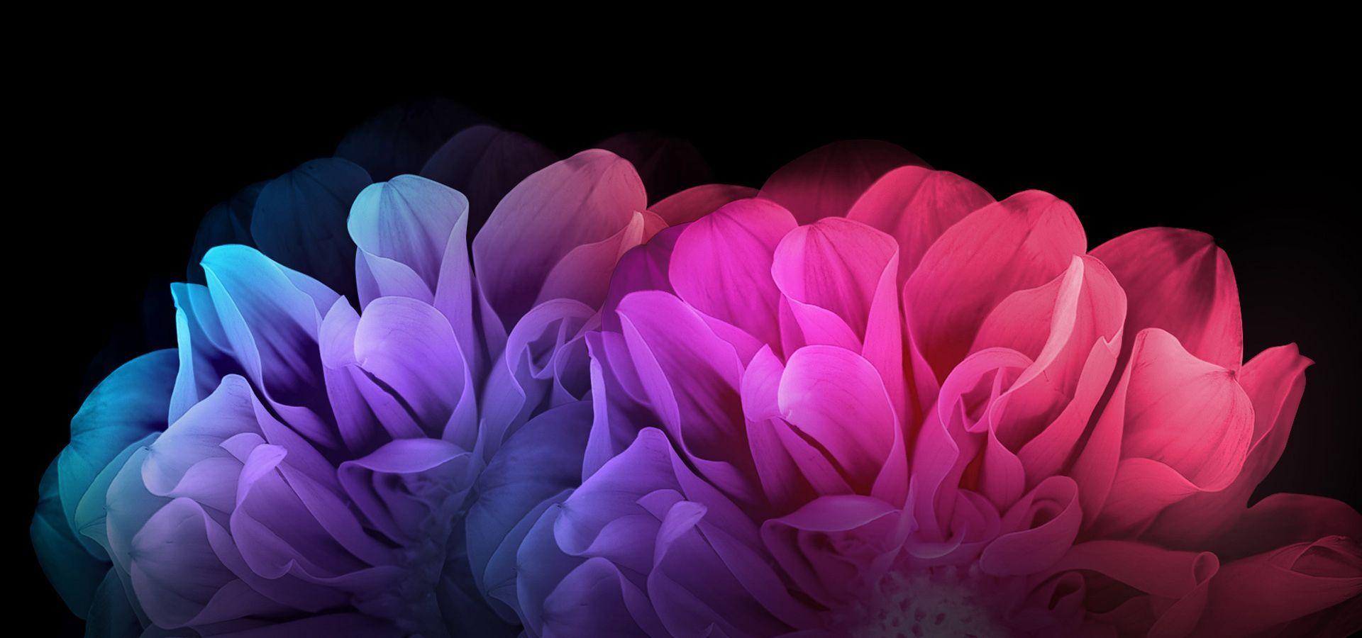 1920x900 Colorful Flowers HD Wallpaper. Flores, 1080p