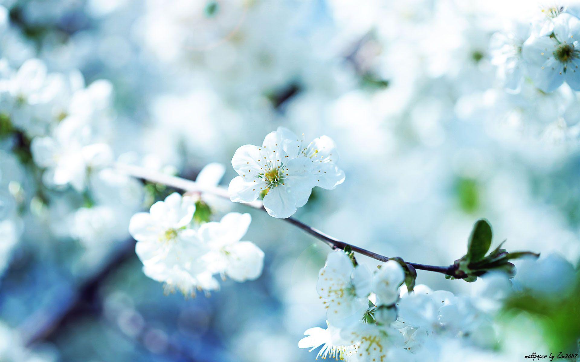 1920x1200 HD Creative Flowers Picture, Full HD Wallpaper