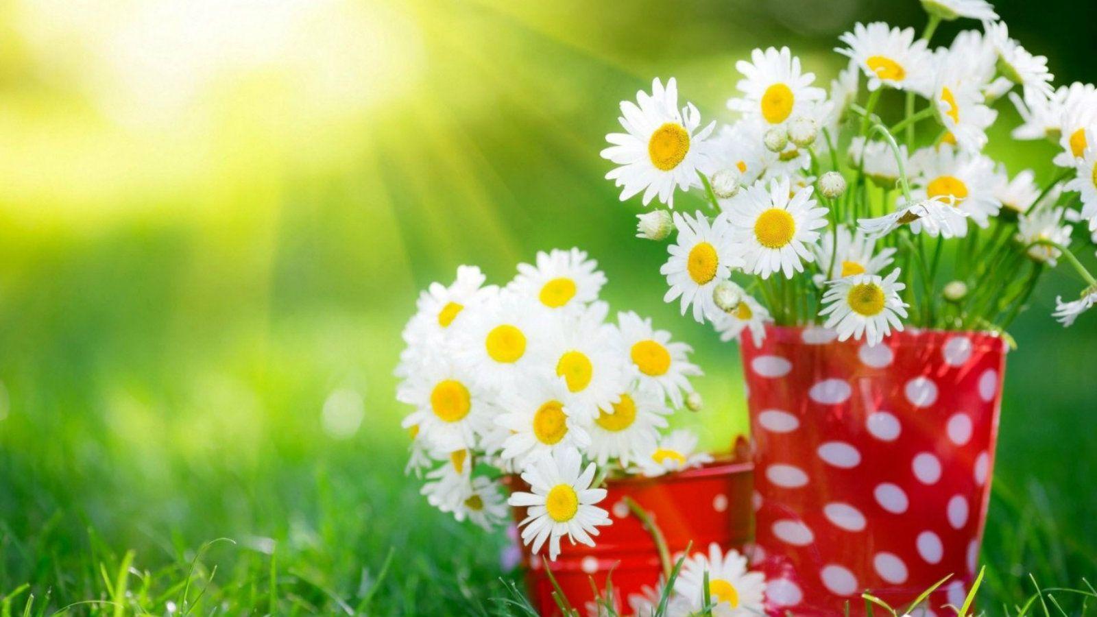 1600x900 Free download 26 Pretty Flowers Picture Desktop Wallpaper HD