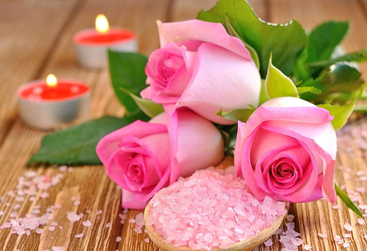 1280x876 Wallpaper Roses Pink color flower Closeup