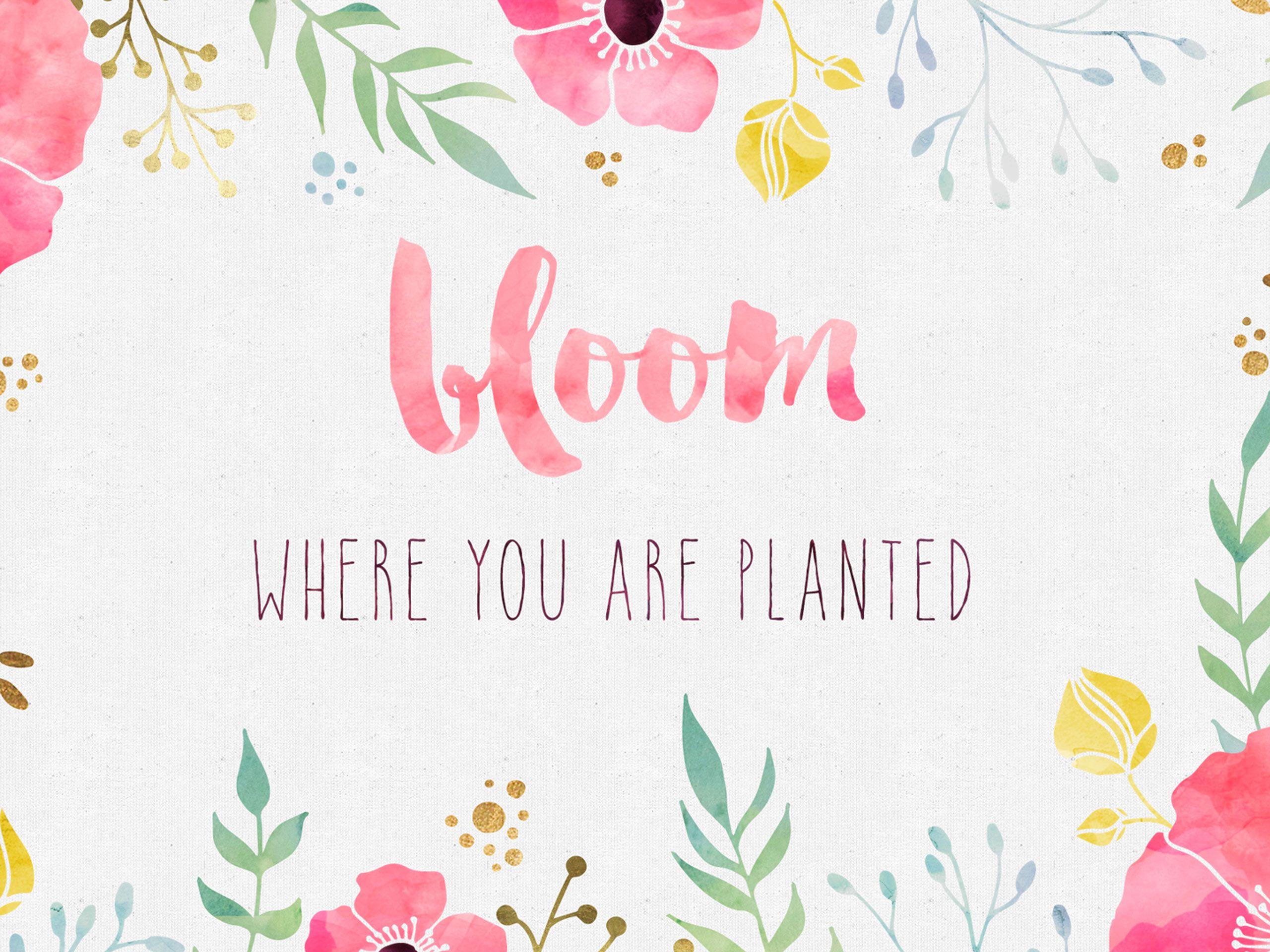 2560x1920 Free Desktop Wallpaper Where you are Planted