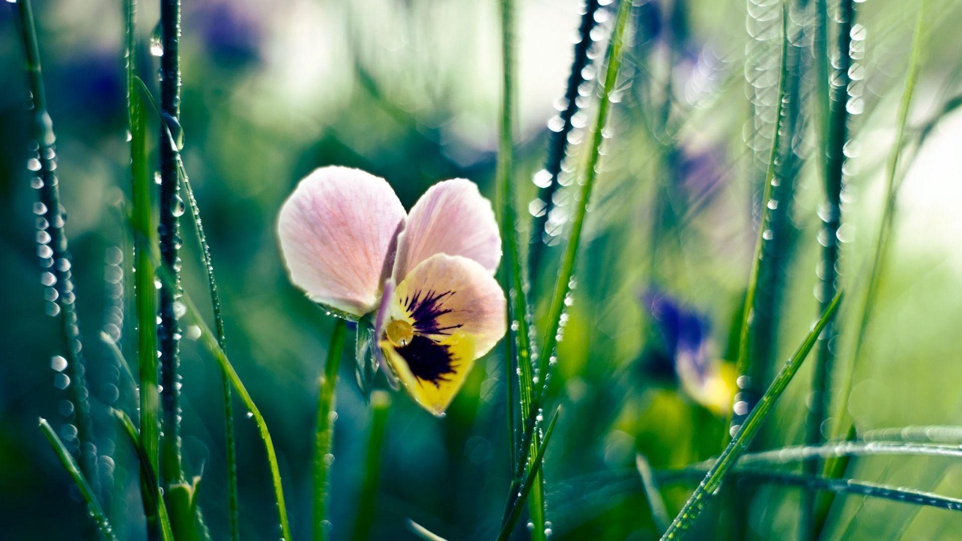 1920x1080 Free download Pansy Flower Desktop Wallpaper 50008 1920x1080px