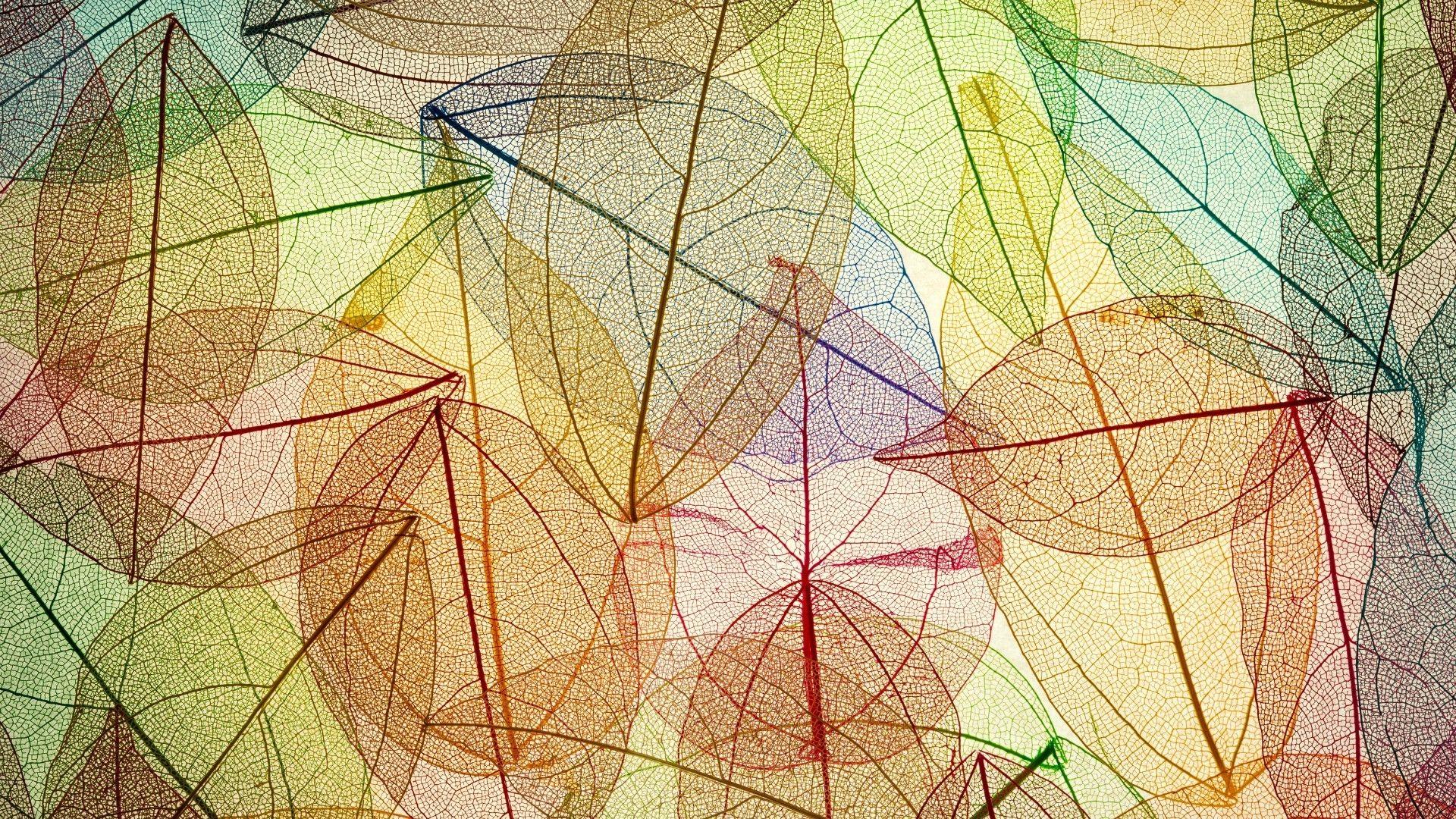 1920x1080 colorful, Minimalism, Leaves, Fall, Transparency, Simple Background, Pattern Wallpaper HD / Desktop and Mobile Background