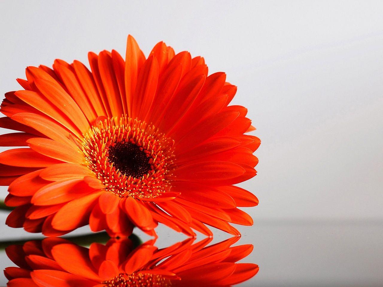Orange Flower Desktop Wallpapers Top Free Orange Flower Desktop