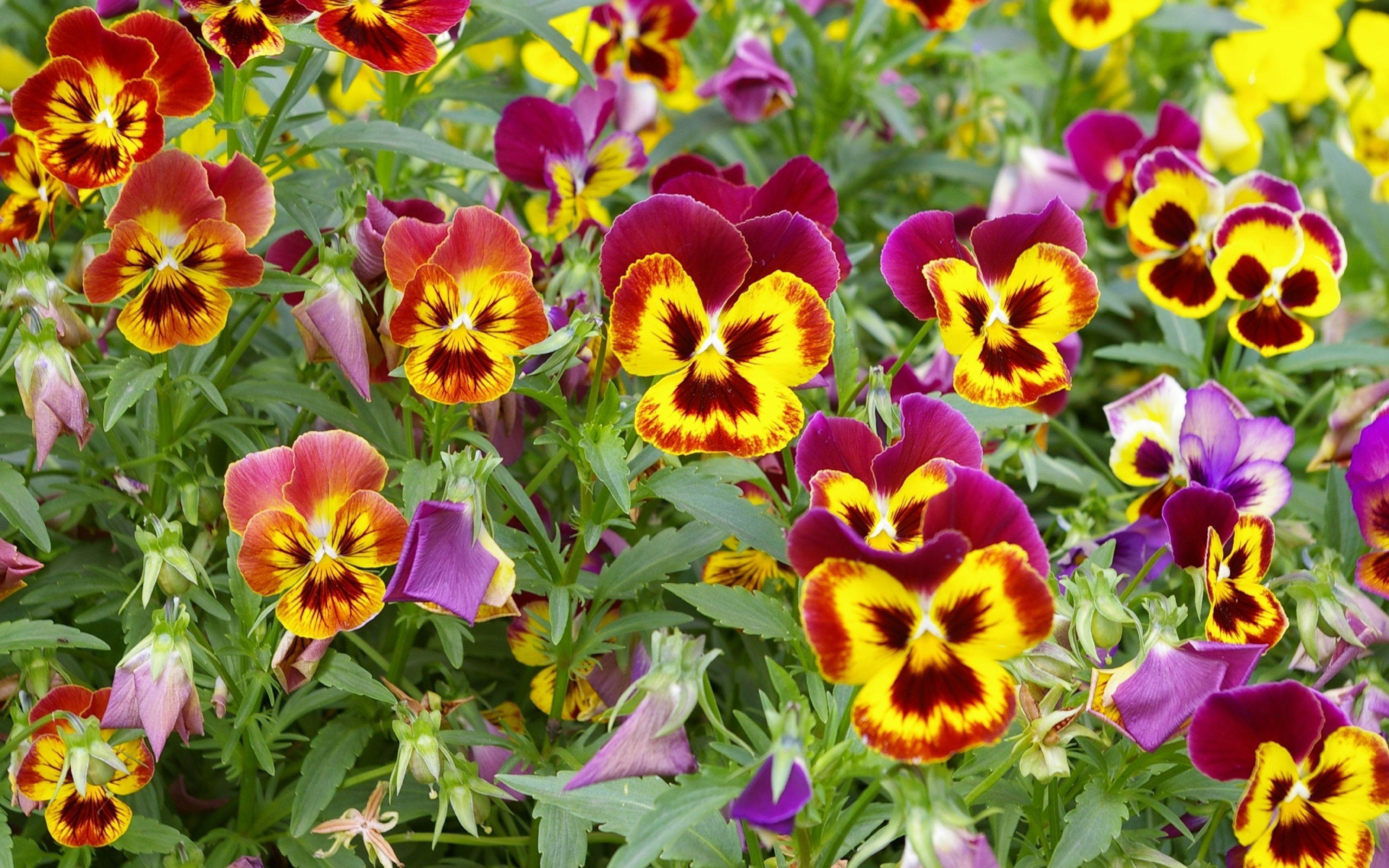 3733x2333 Pansies, Colorful, Flowers, Flowerbed, Green, background, free