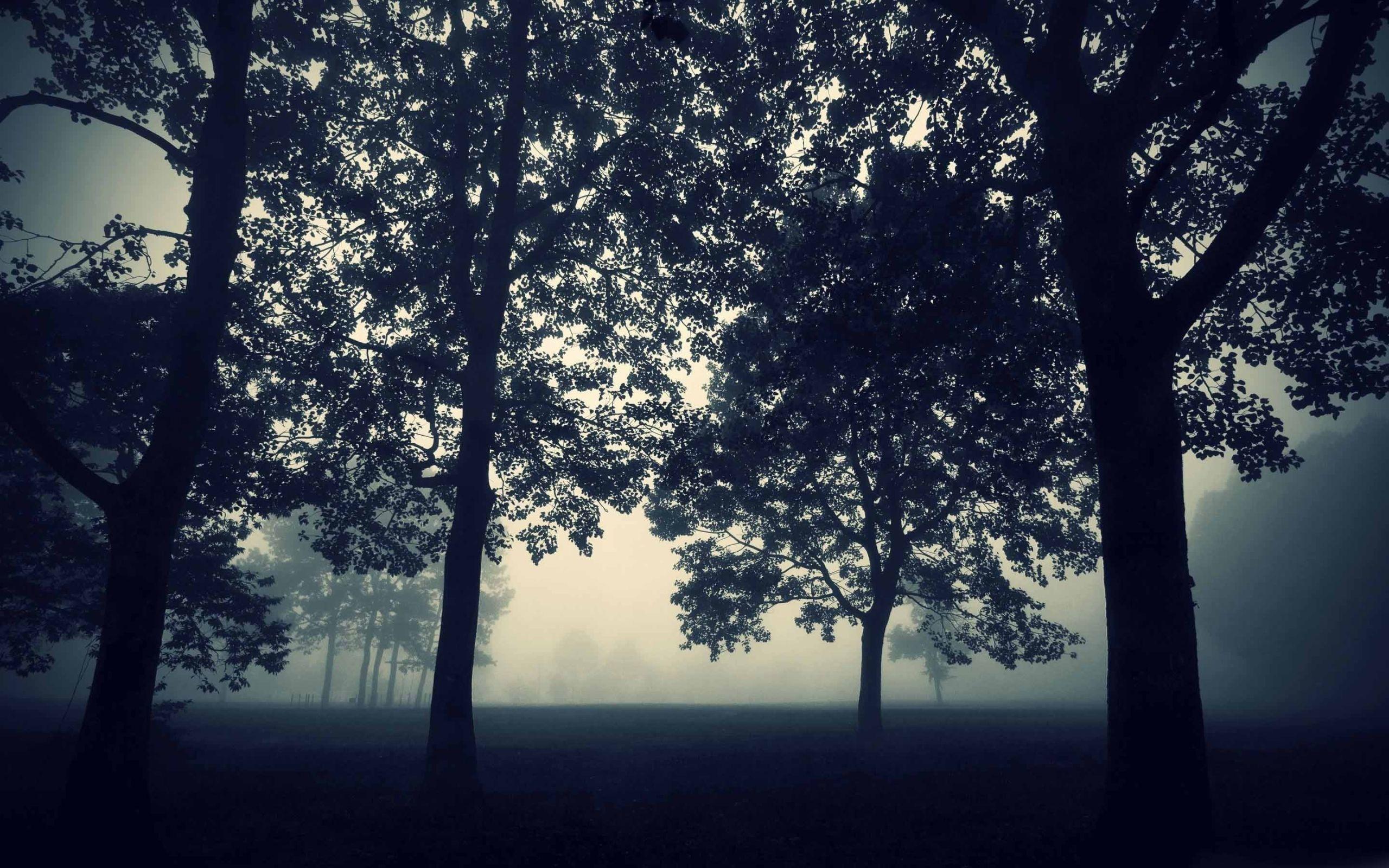 2560x1600 Mystic Forest Mac Wallpaper Download
