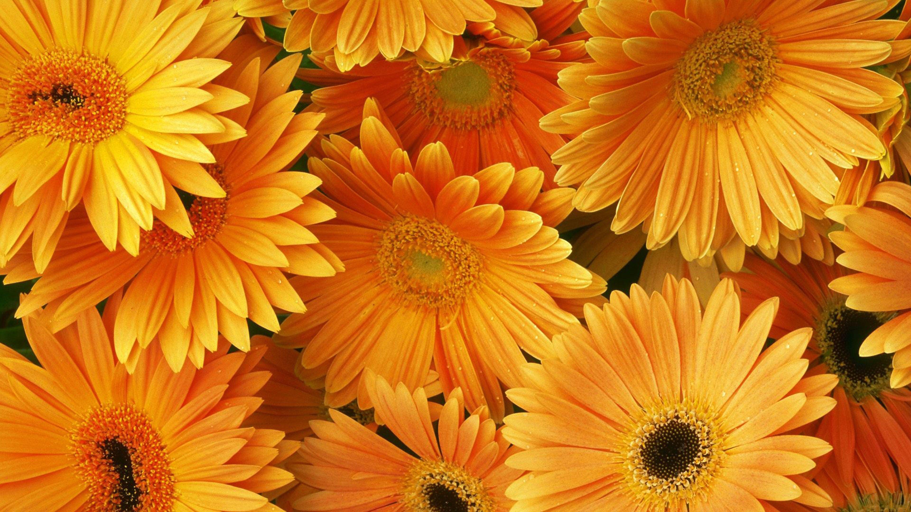 3840x2160 Orange Flowers HD Desktop Background Free Download :