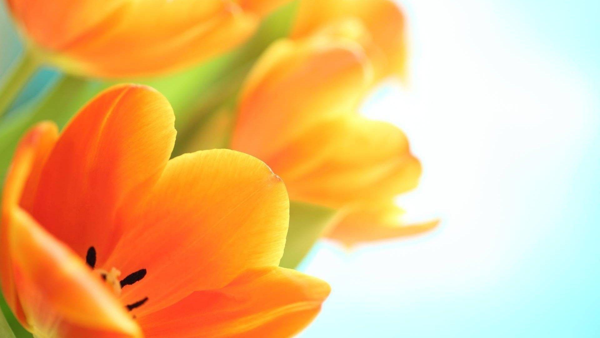 Orange Flower Desktop Wallpapers Top Free Orange Flower Desktop Backgrounds WallpaperAccess