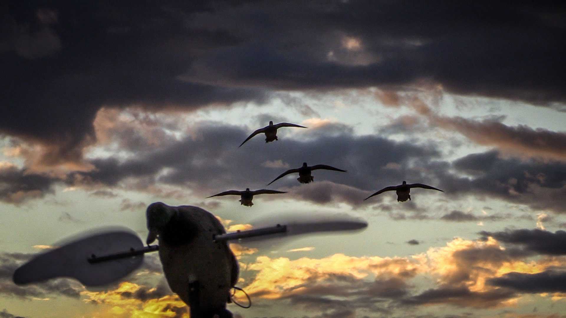 1920x1080 Background For Duck Hunting Wallpaper HD Computer