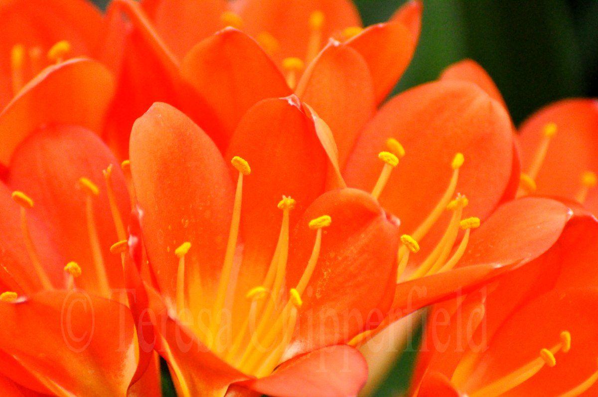 Orange Flower Desktop Wallpapers Top Free Orange Flower Desktop Backgrounds WallpaperAccess