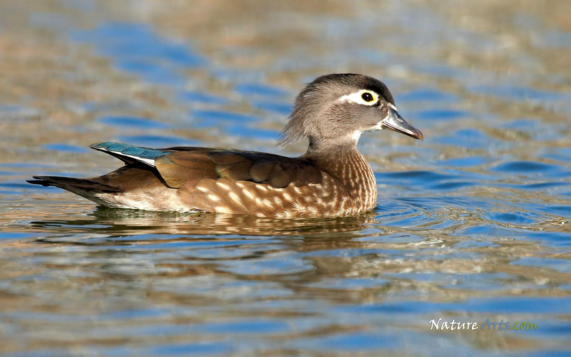 1920x1200 9th page of Desktop, Wildlife Wallpaper / Nature Wallpaper