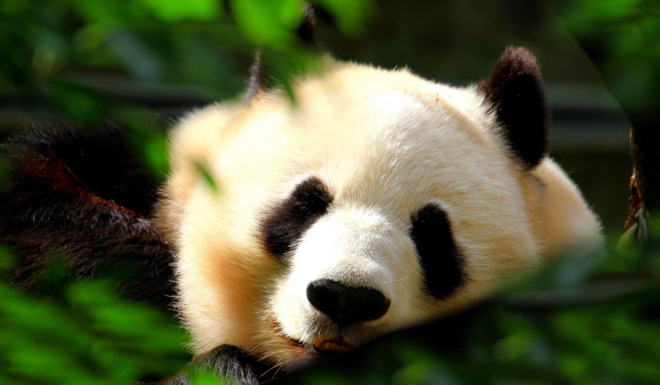 2543x1483 Giant Panda Wallpaper, Picture, Image