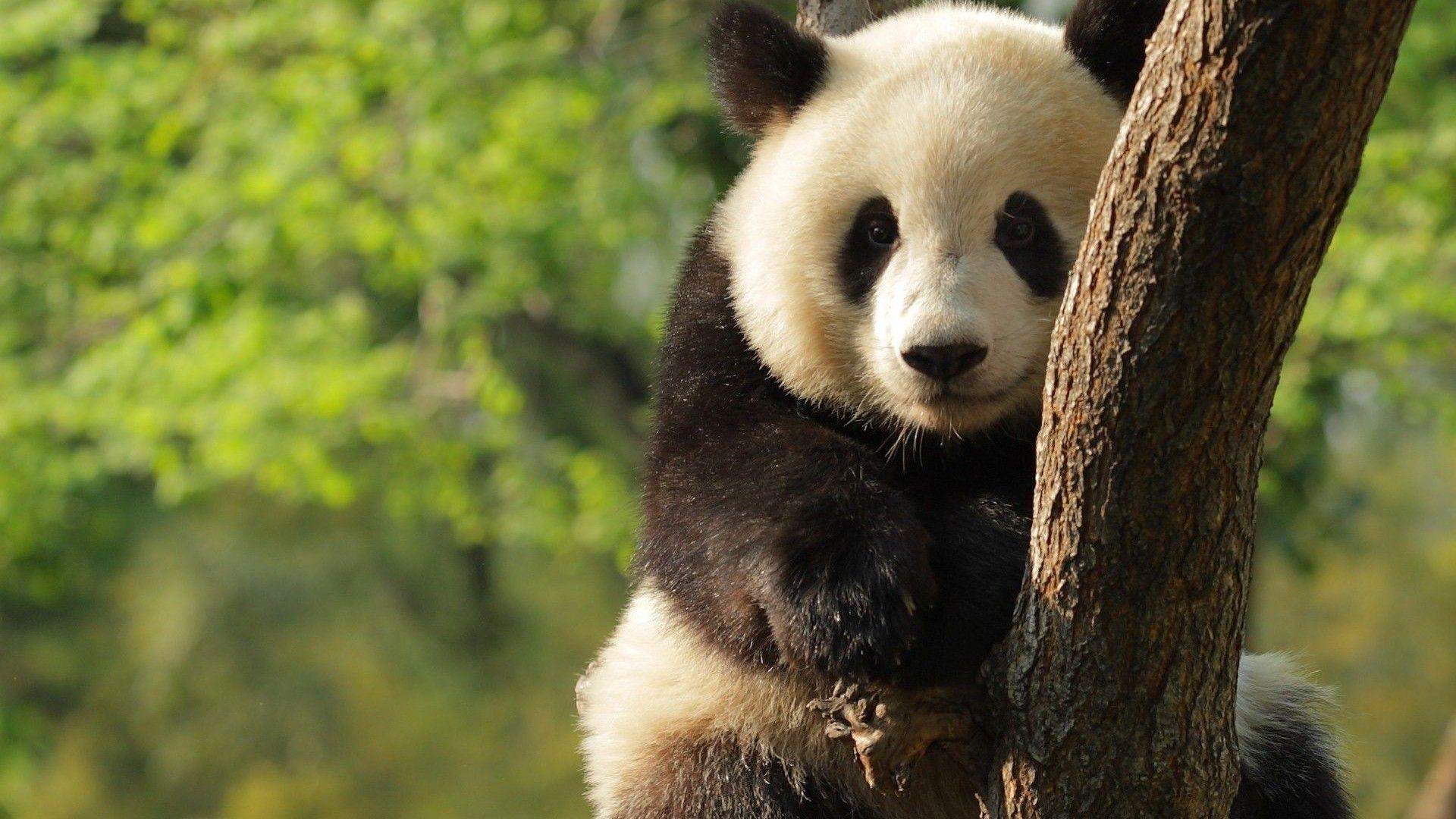 1920x1080 Giant Pandas Wallpaper FREE Picture