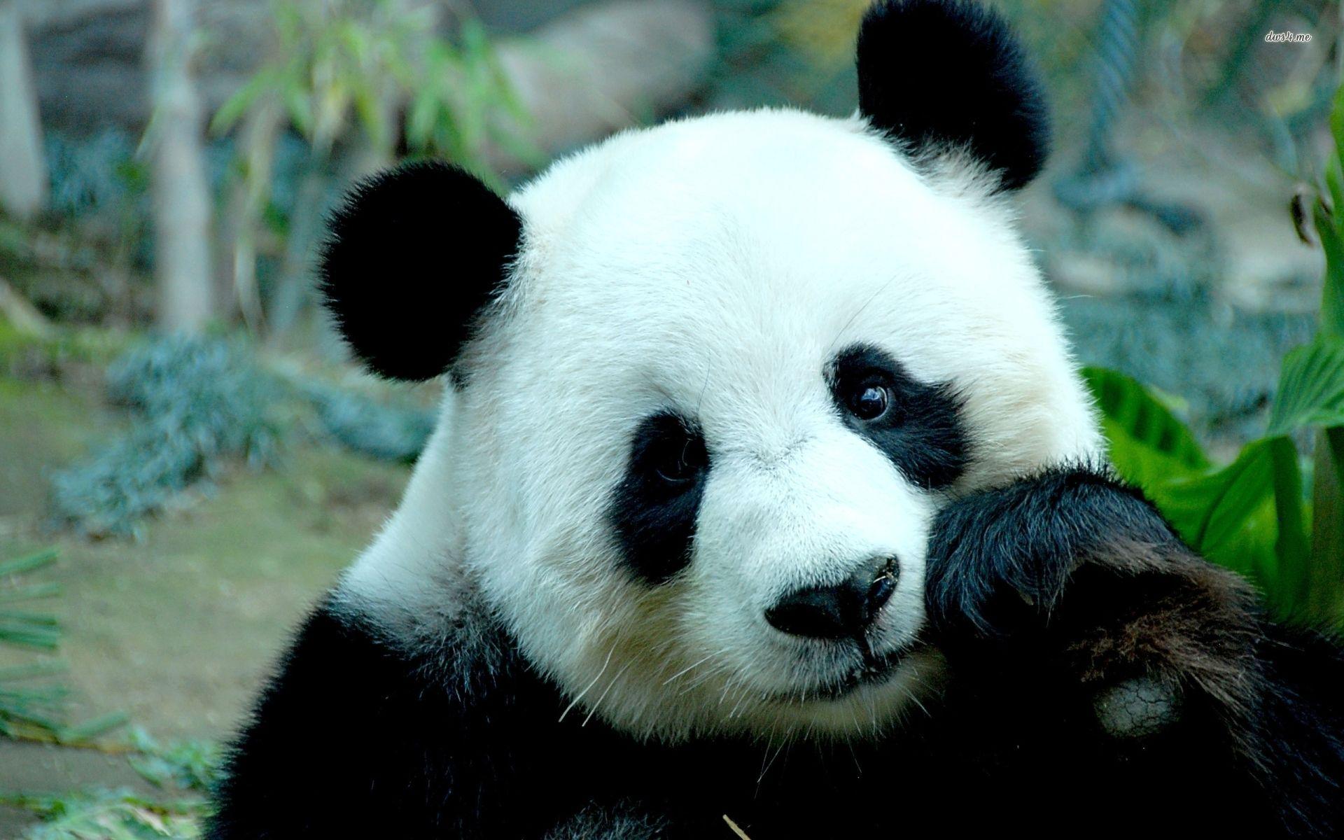 1920x1200 Giant Pandas Wallpaper