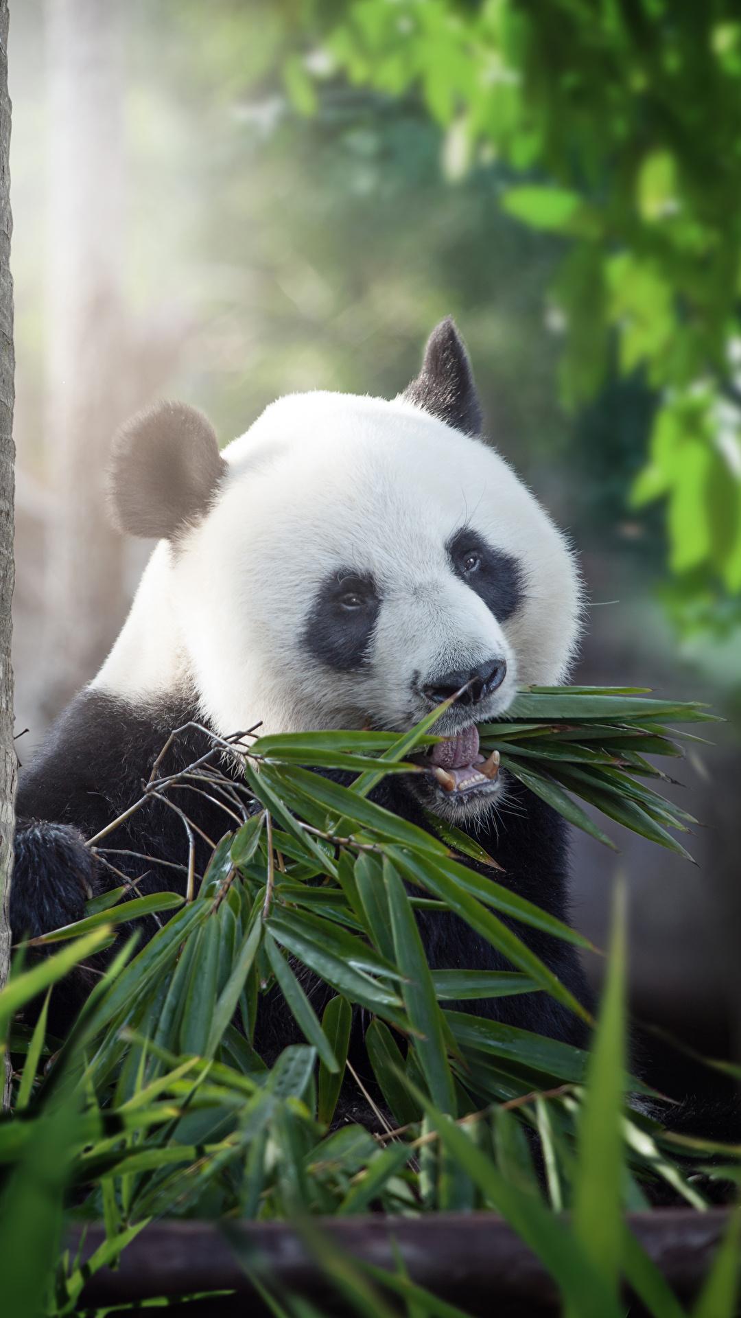 1080x1920 Giant Pandas Wallpaper FREE Picture