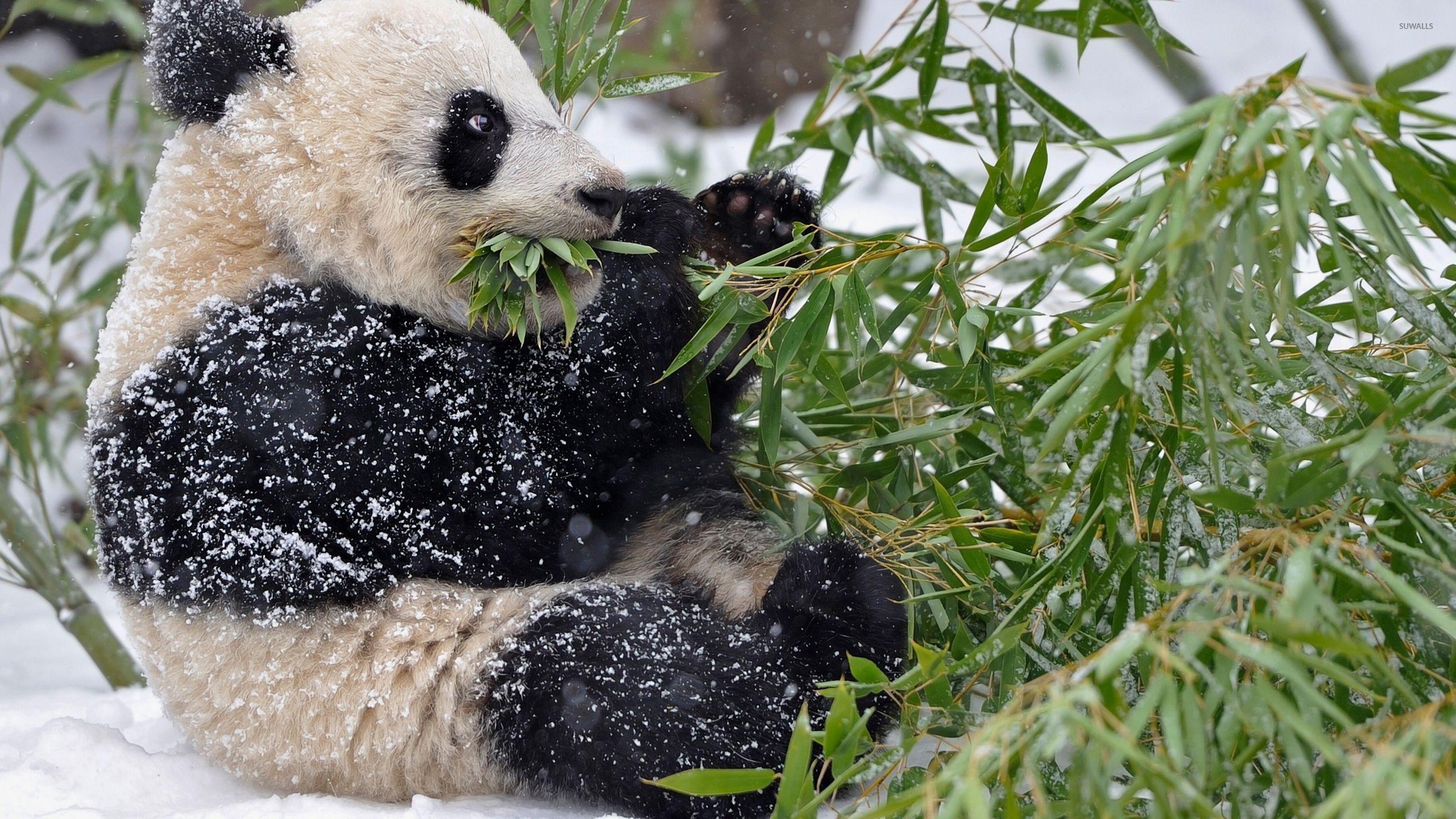 2560x1440 Giant panda covered in snow wallpaper wallpaper
