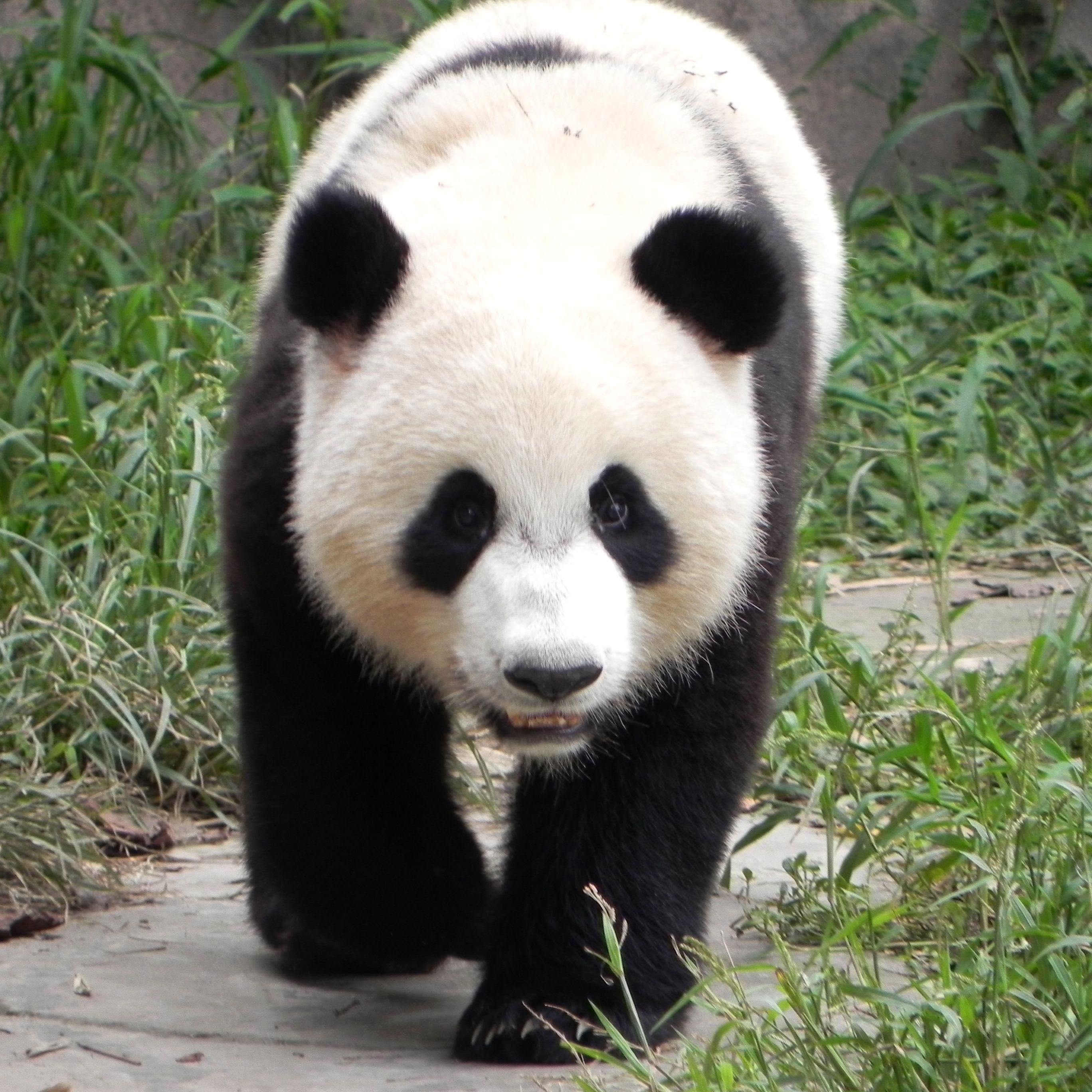 2736x2736 Free download Giant pandas videos [2736x2736] for your Desktop