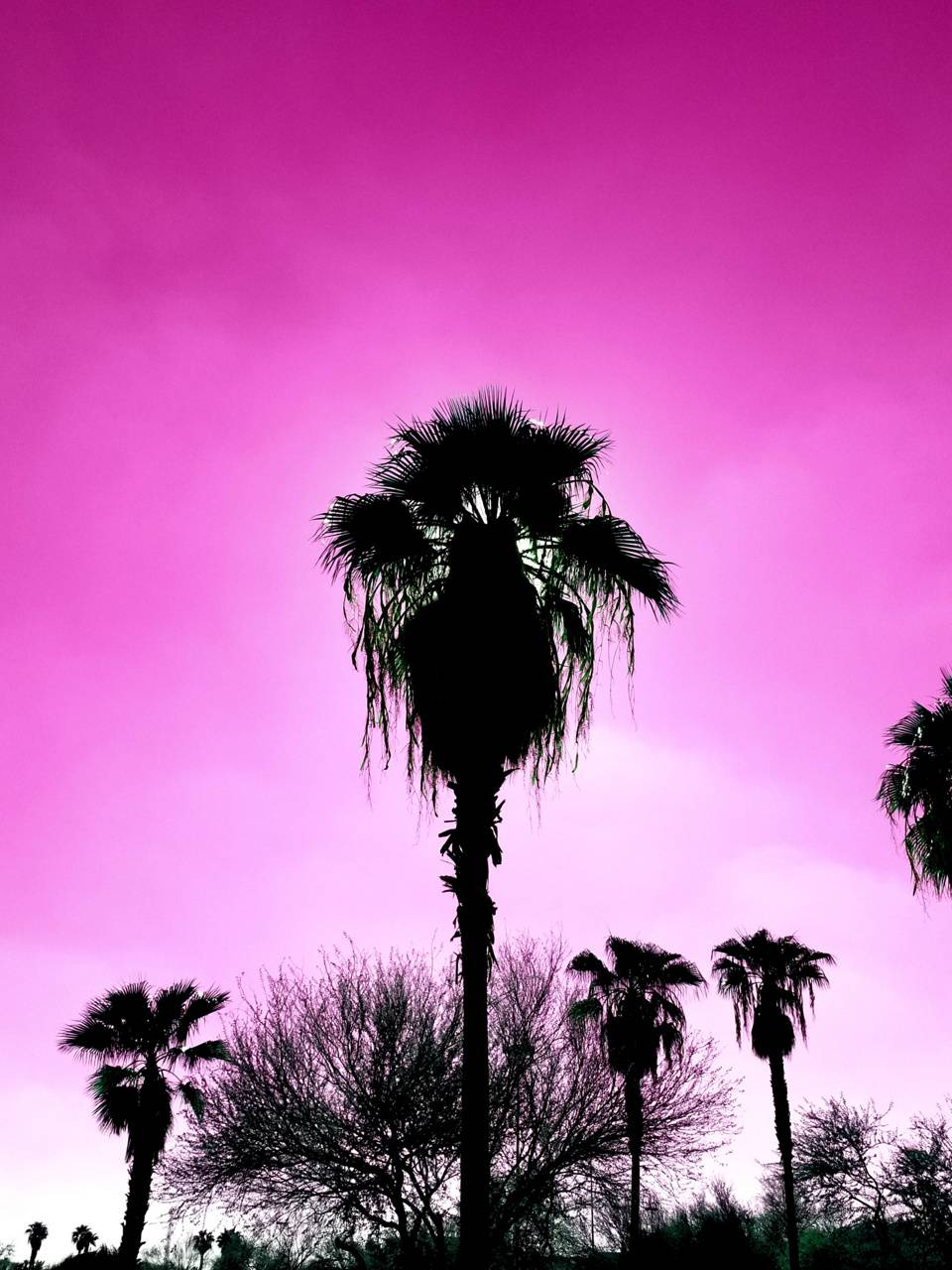 Pink Phoenix Wallpapers - Top Free Pink Phoenix Backgrounds ...