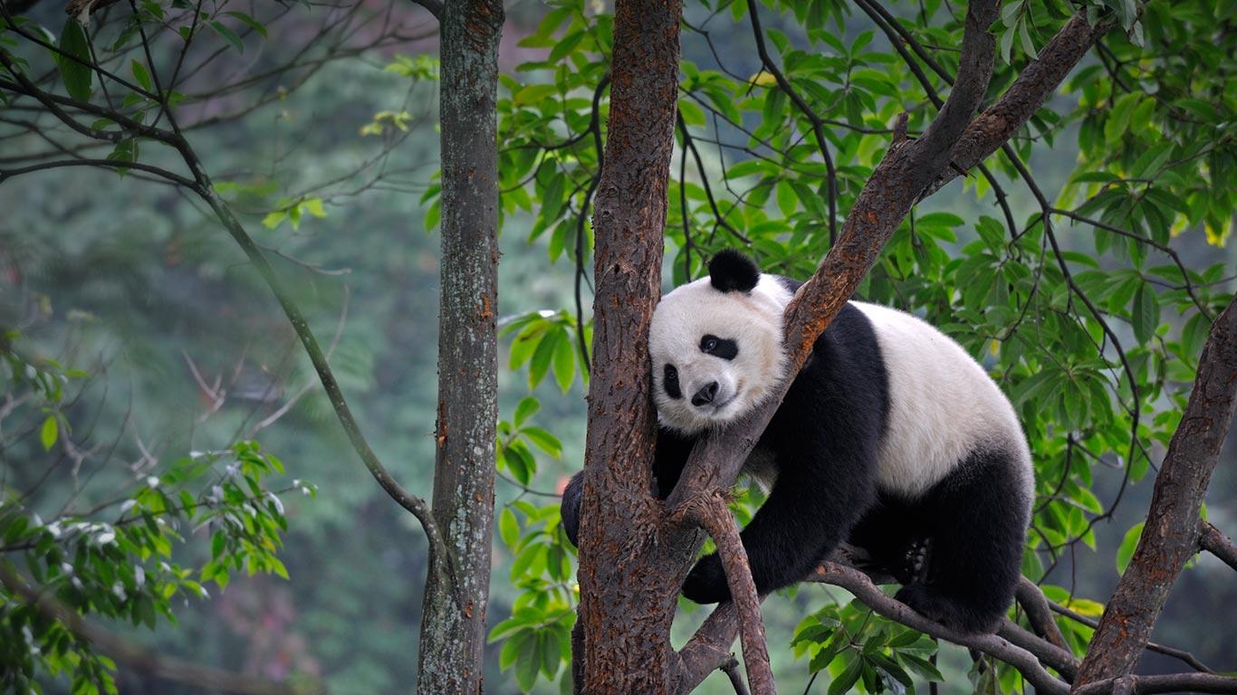 1366x768 Giant panda at Bifengxia Panda Base in Ya'an, China