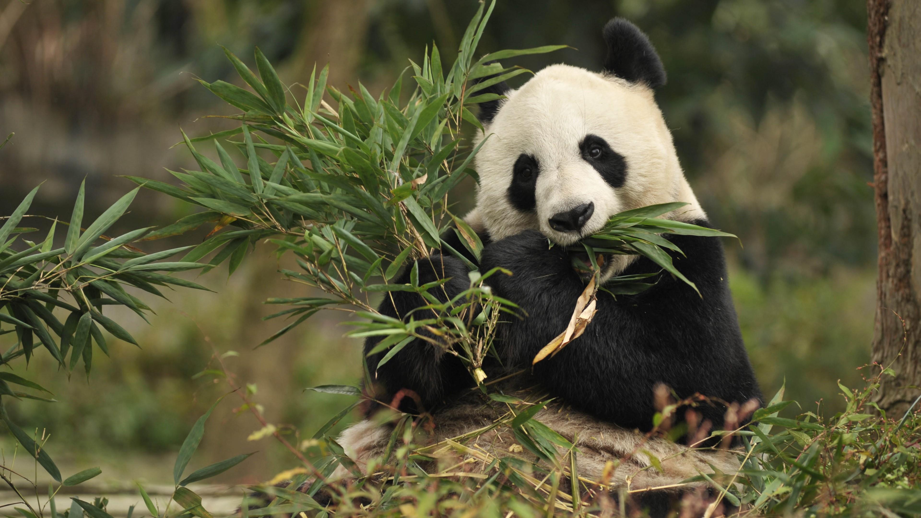 3840x2160 Giant Pandas Wallpaper FREE Picture
