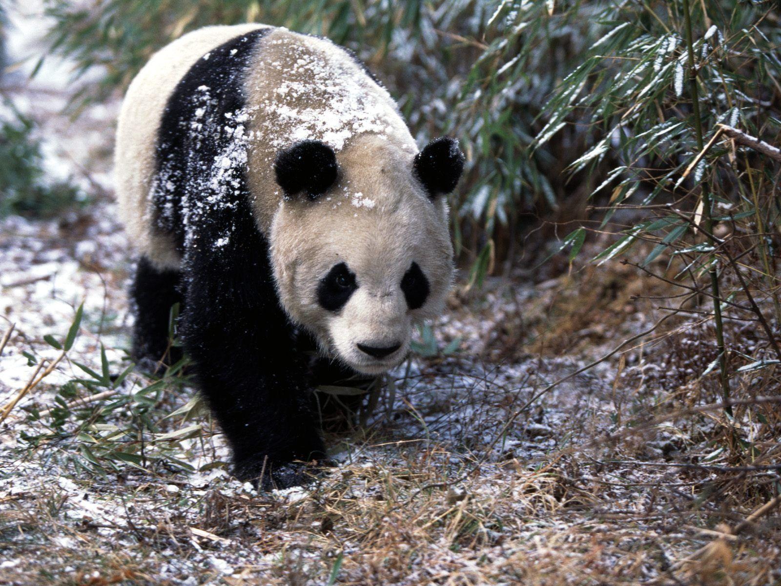 1600x1200 Giant Panda Wallpaper Bears Animals Wallpaper in jpg format