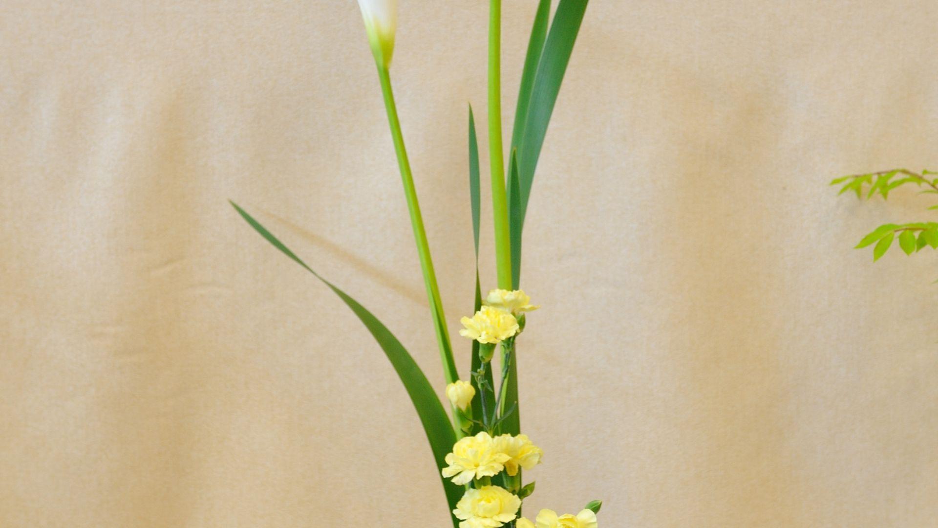 1920x1080 Free download ikebana wallpaper 1024x768 definition