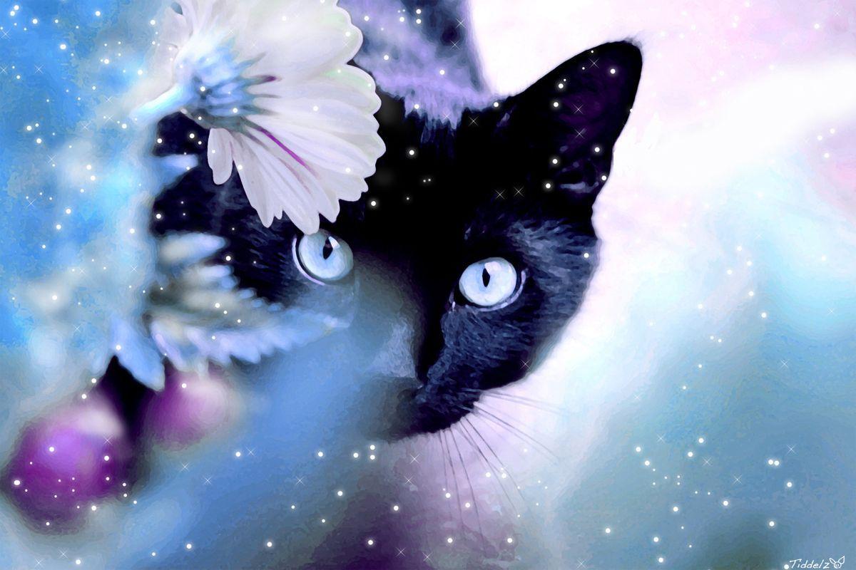 Magic Cat Wallpapers Top Free Magic Cat Backgrounds W - vrogue.co