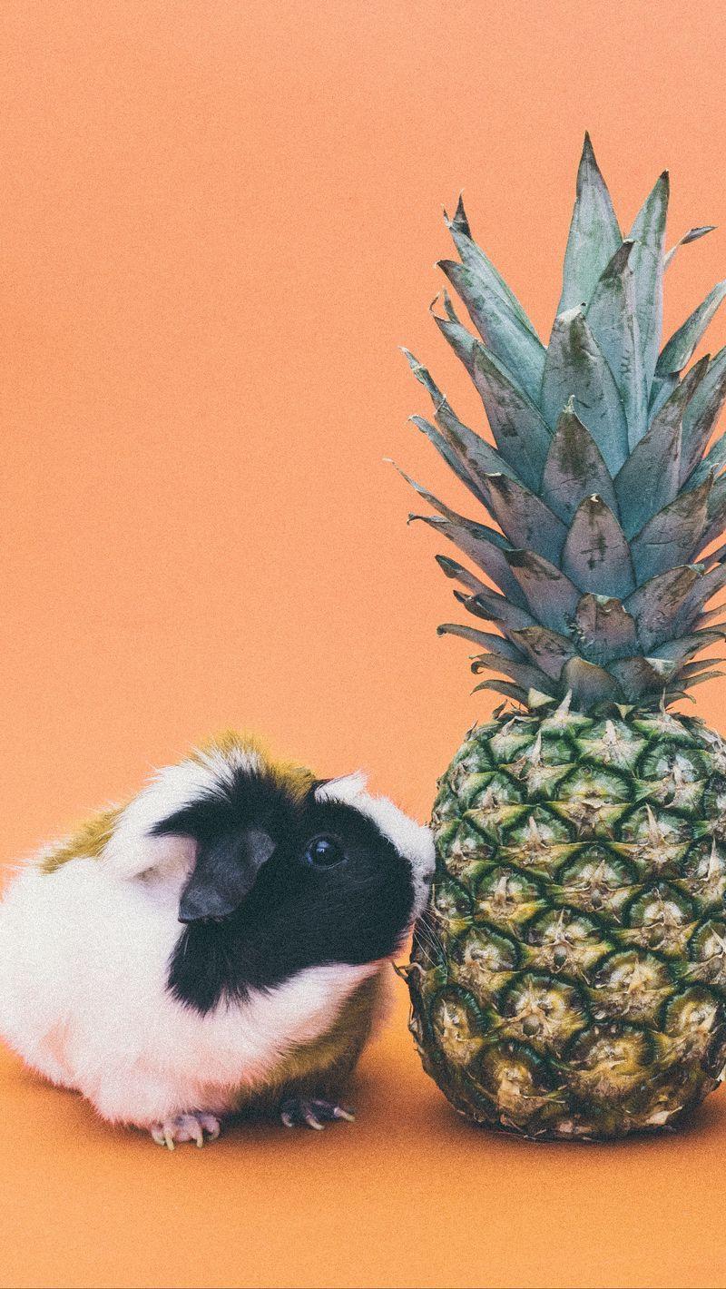800x1420 Download wallpaper 800x1420 guinea pigs, pineapple, rodent iphone