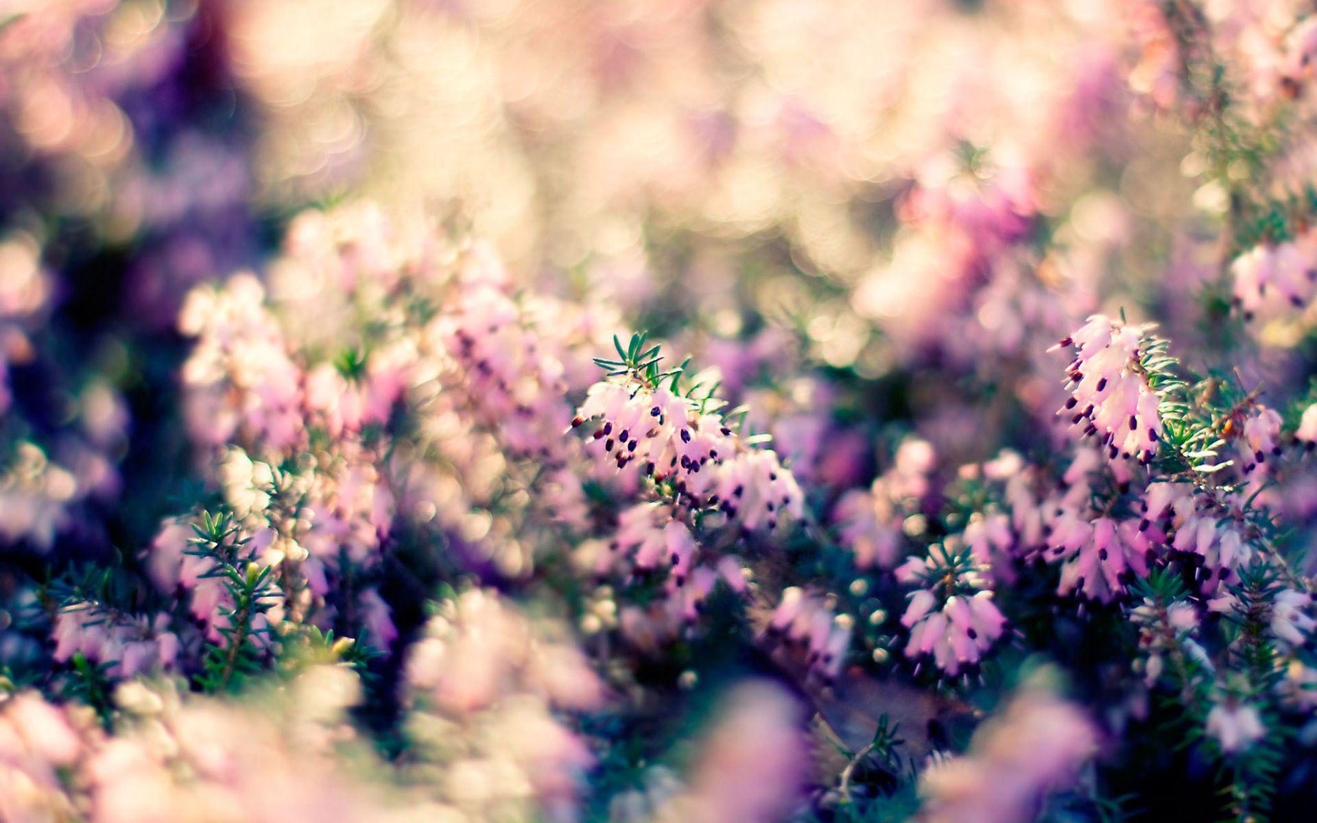 1920x1200 Free download Top Flowers Desktop Background Pretty Flowers HQFX