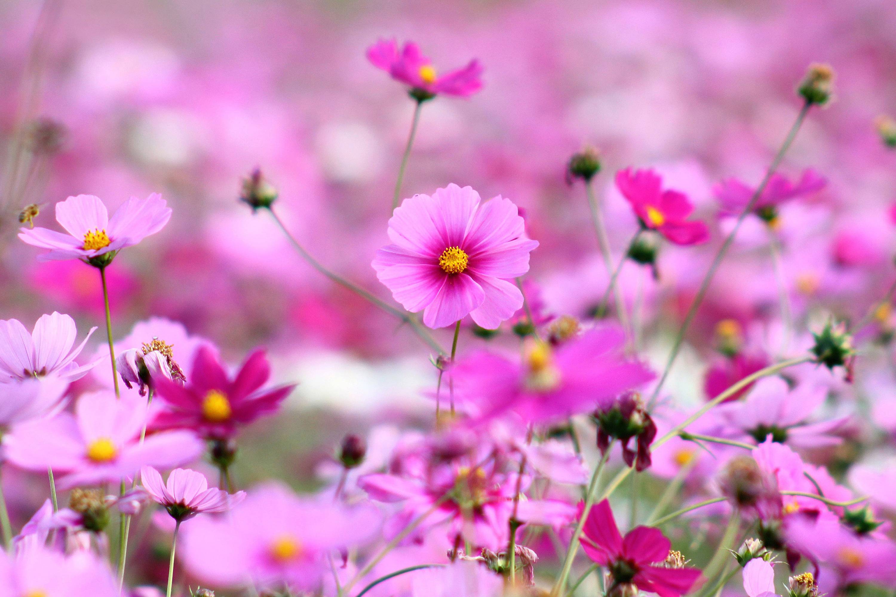 3000x2000 Pretty Flowers Picture Desktop Wallpaper