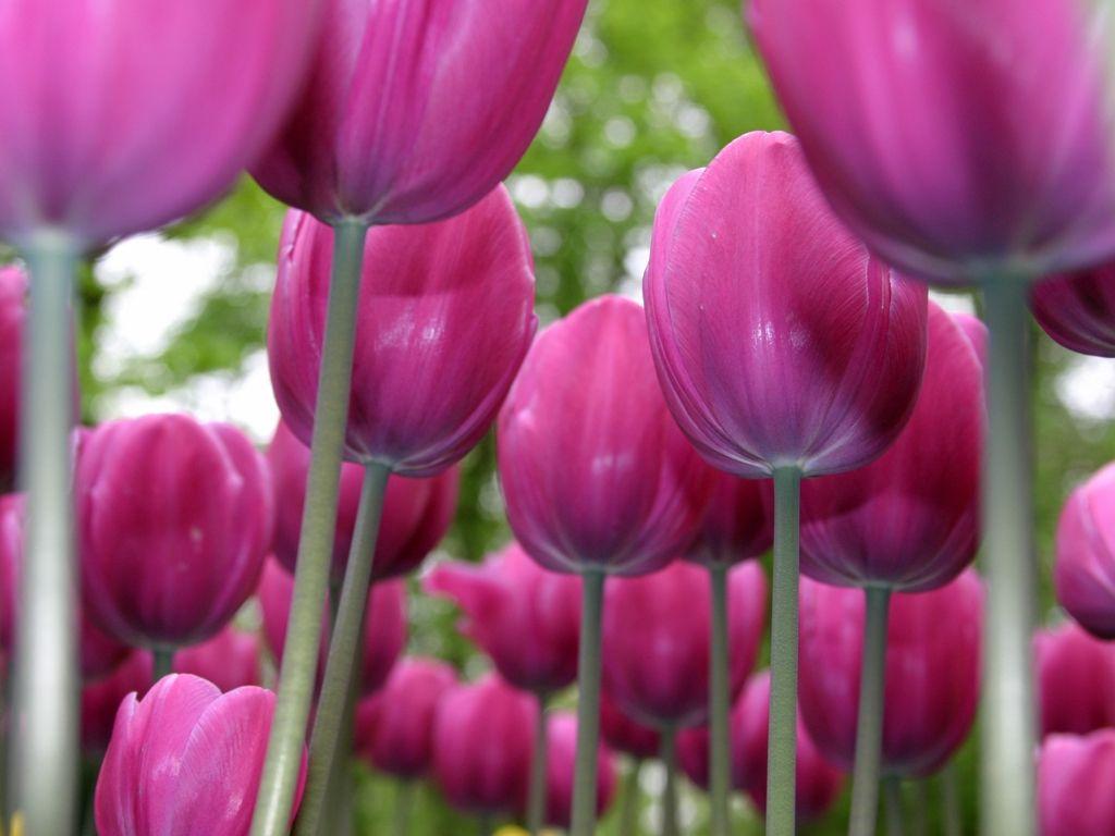 1024x768 Freebie Friday: Beautiful Flower Desktop Wallpaper. Grower
