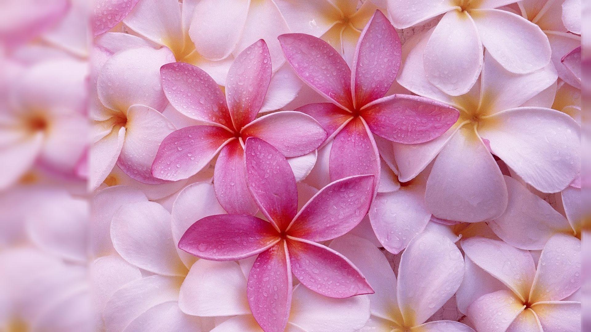 1920x1080 most beautiful flower wallpaper best desktop wallpaper of flowers