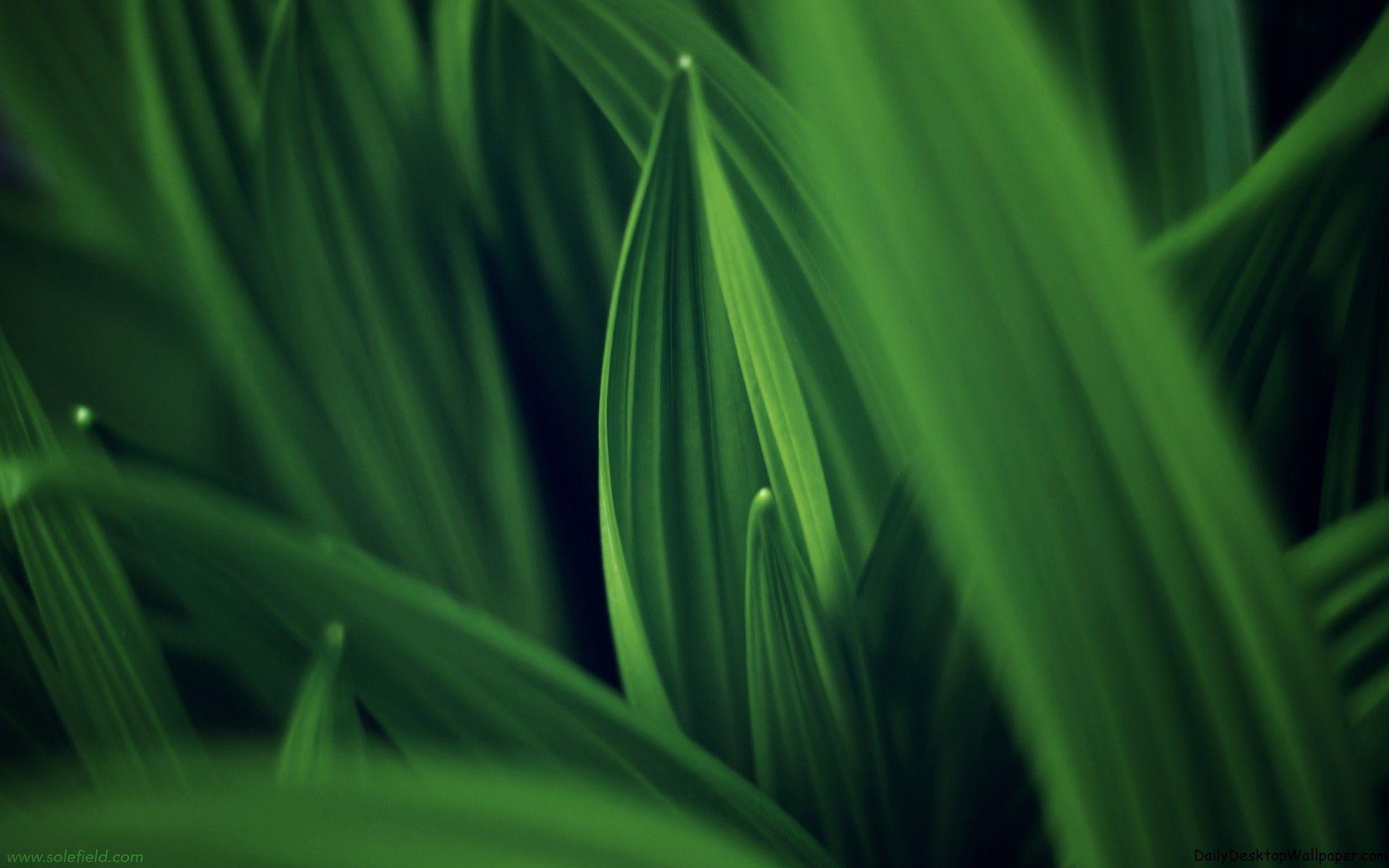 Green High Resolution Wallpapers - Top Free Green High Resolution ...