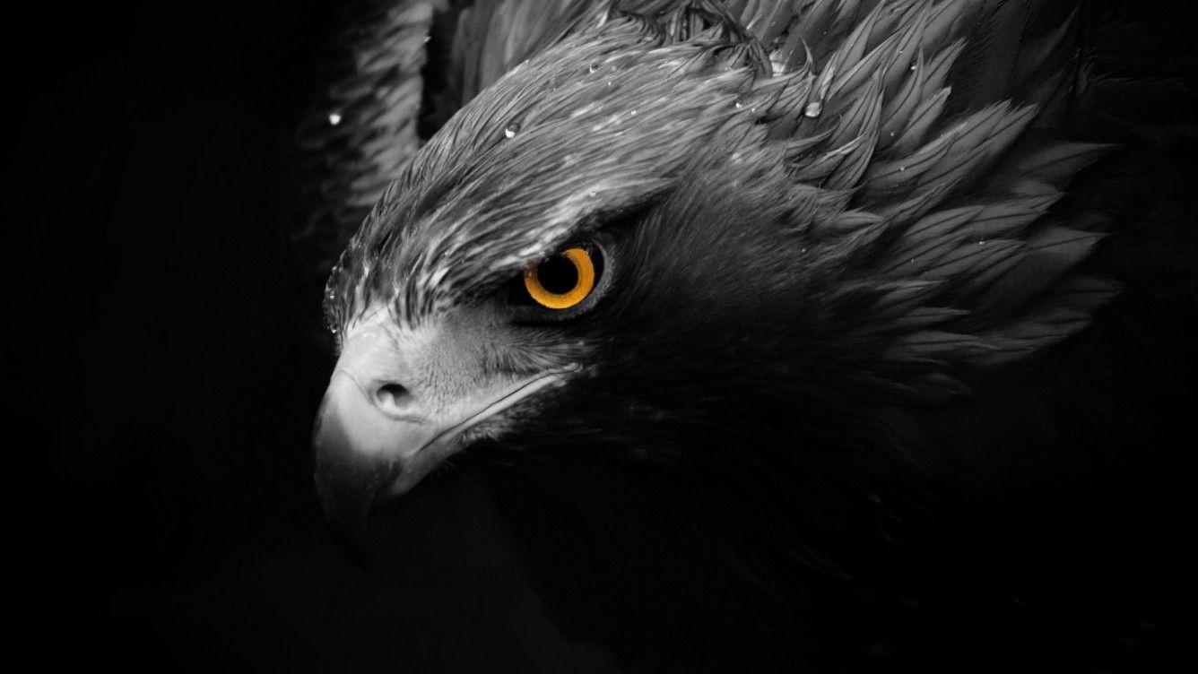 Dark Eagle Wallpapers - Top Free Dark Eagle Backgrounds - Wallpaperaccess