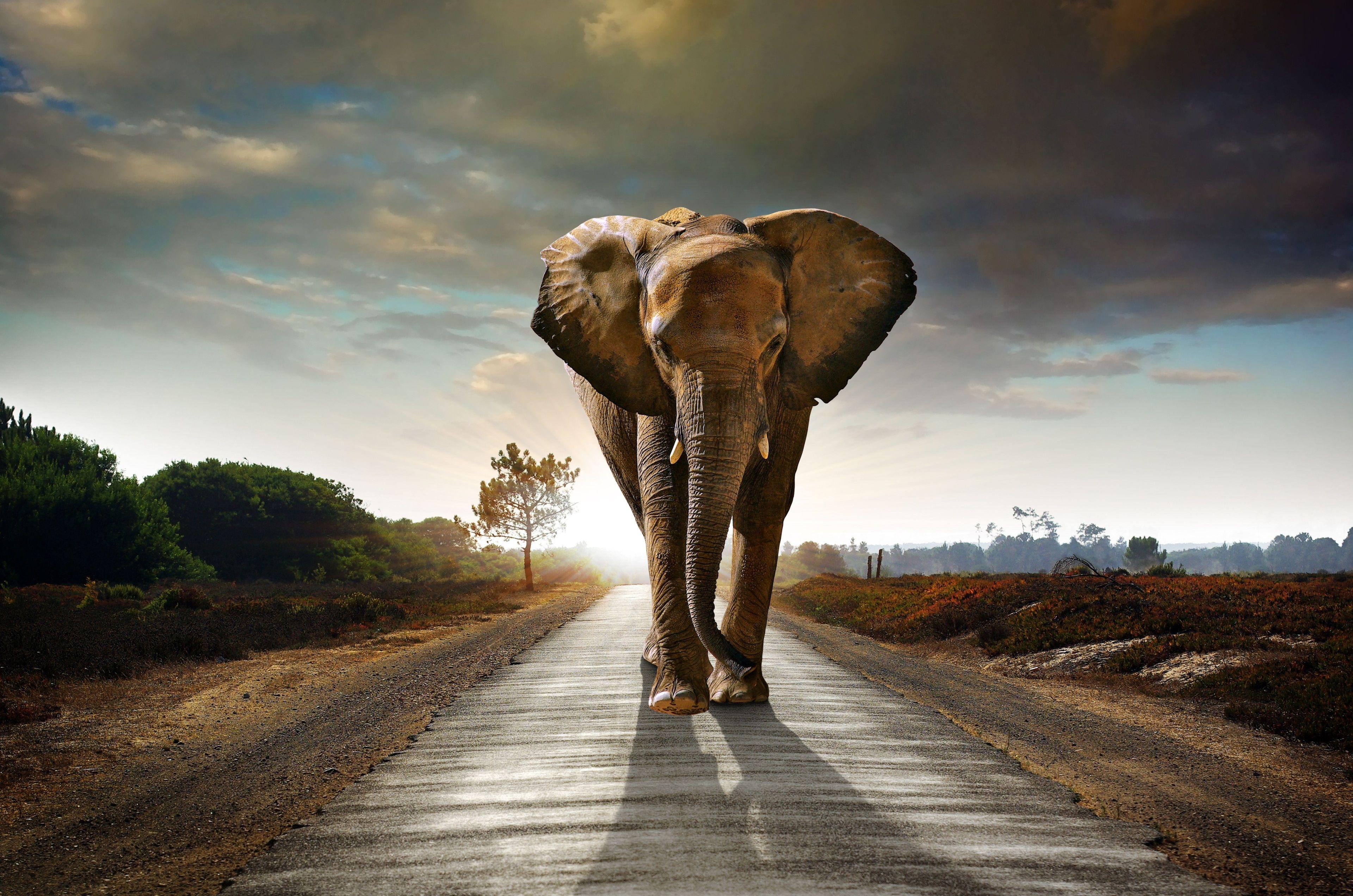 Elephant 4K Wallpapers - Top Free Elephant 4K Backgrounds - WallpaperAccess