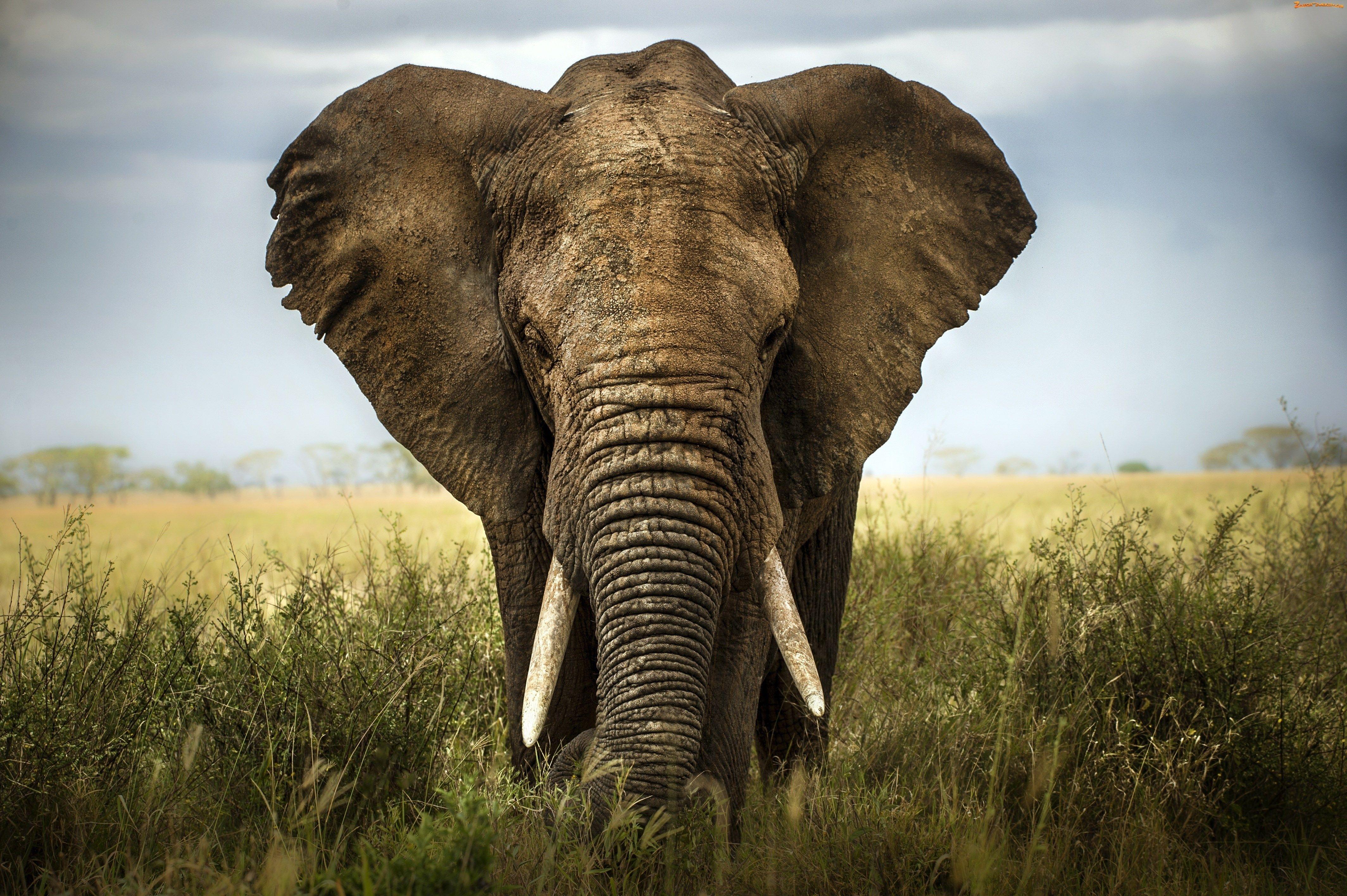 4K Elephant Wallpapers High Resolution  PixelsTalkNet