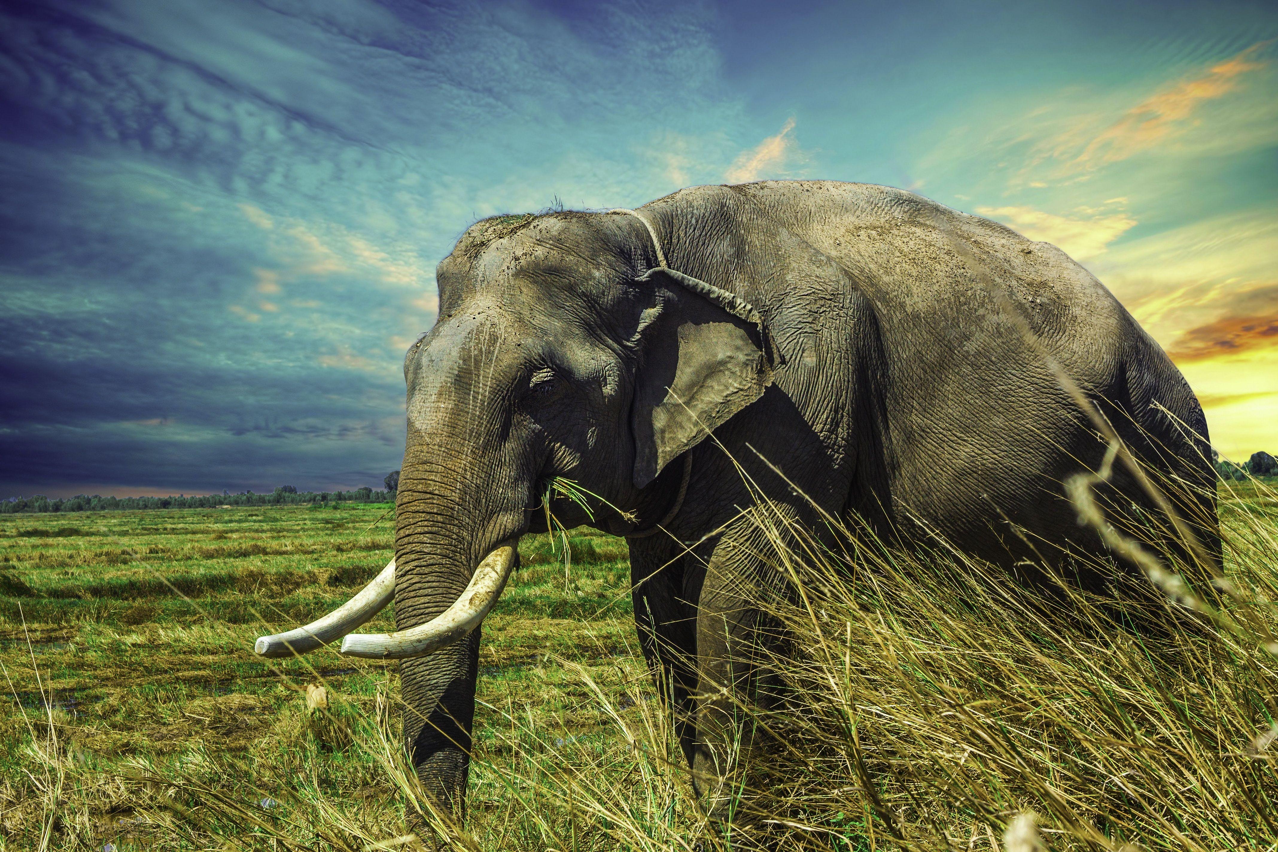 4272x2848 Elephant HD Wallpaper and Background Image